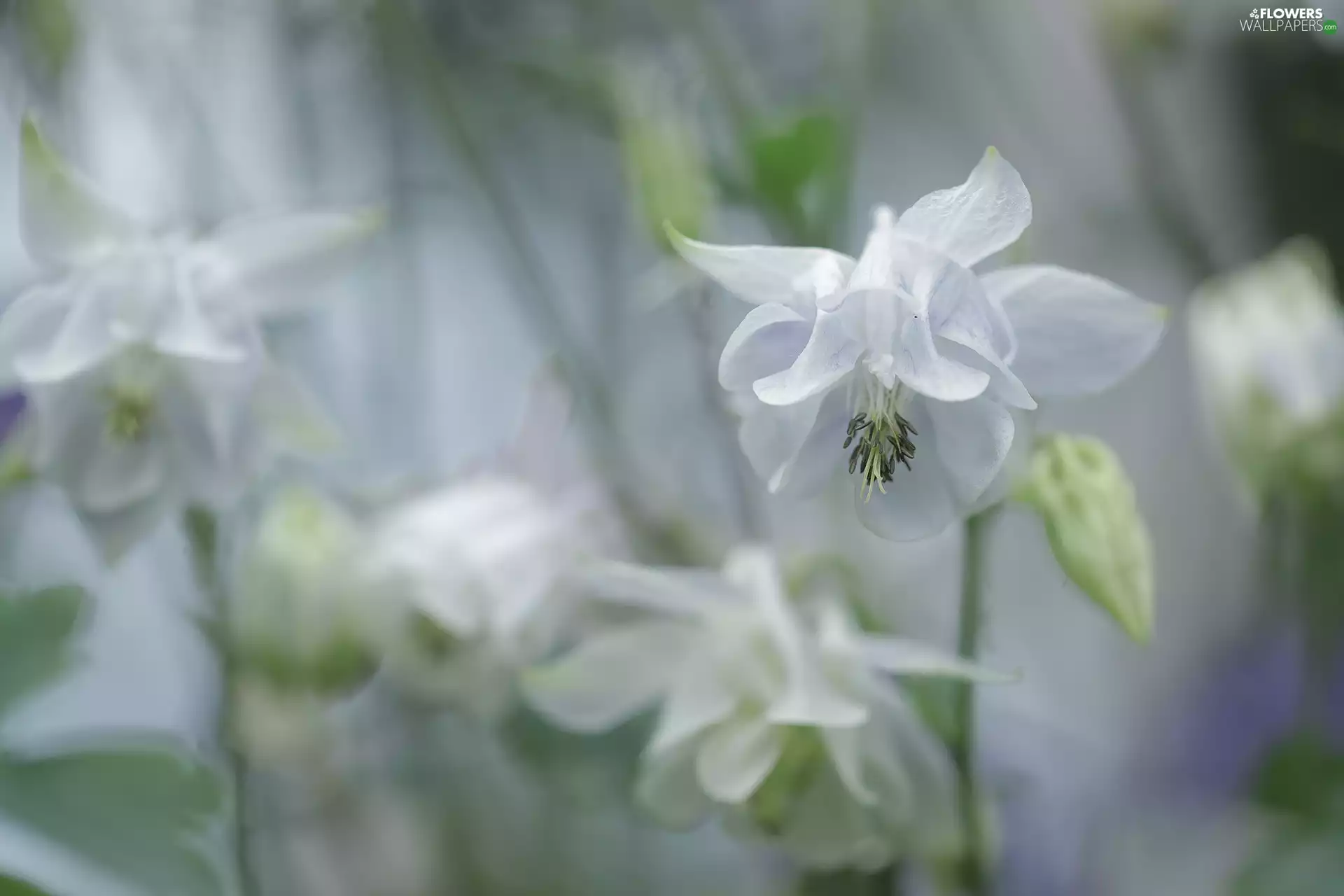 Colourfull Flowers, White, columbine