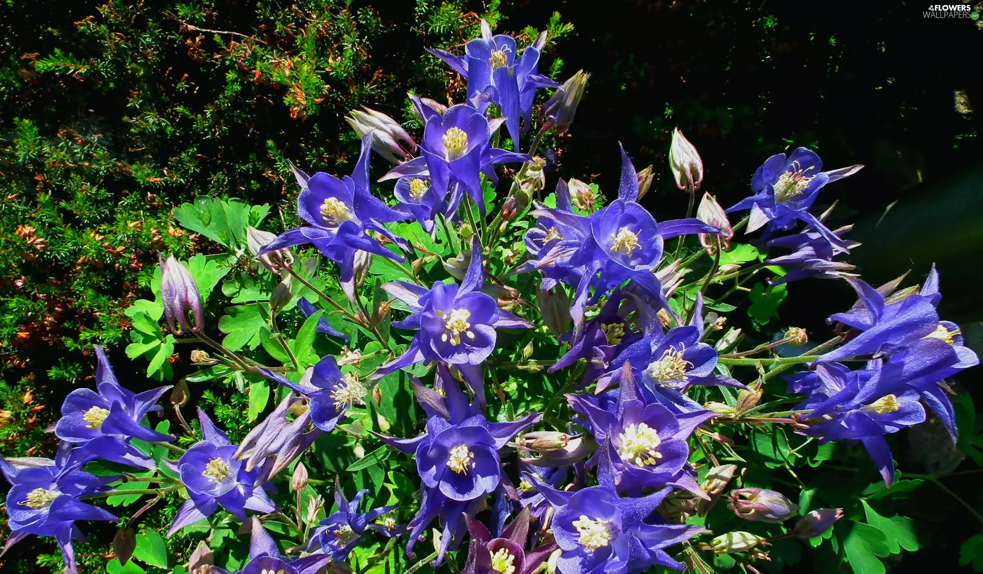 columbine, nature, Flowers