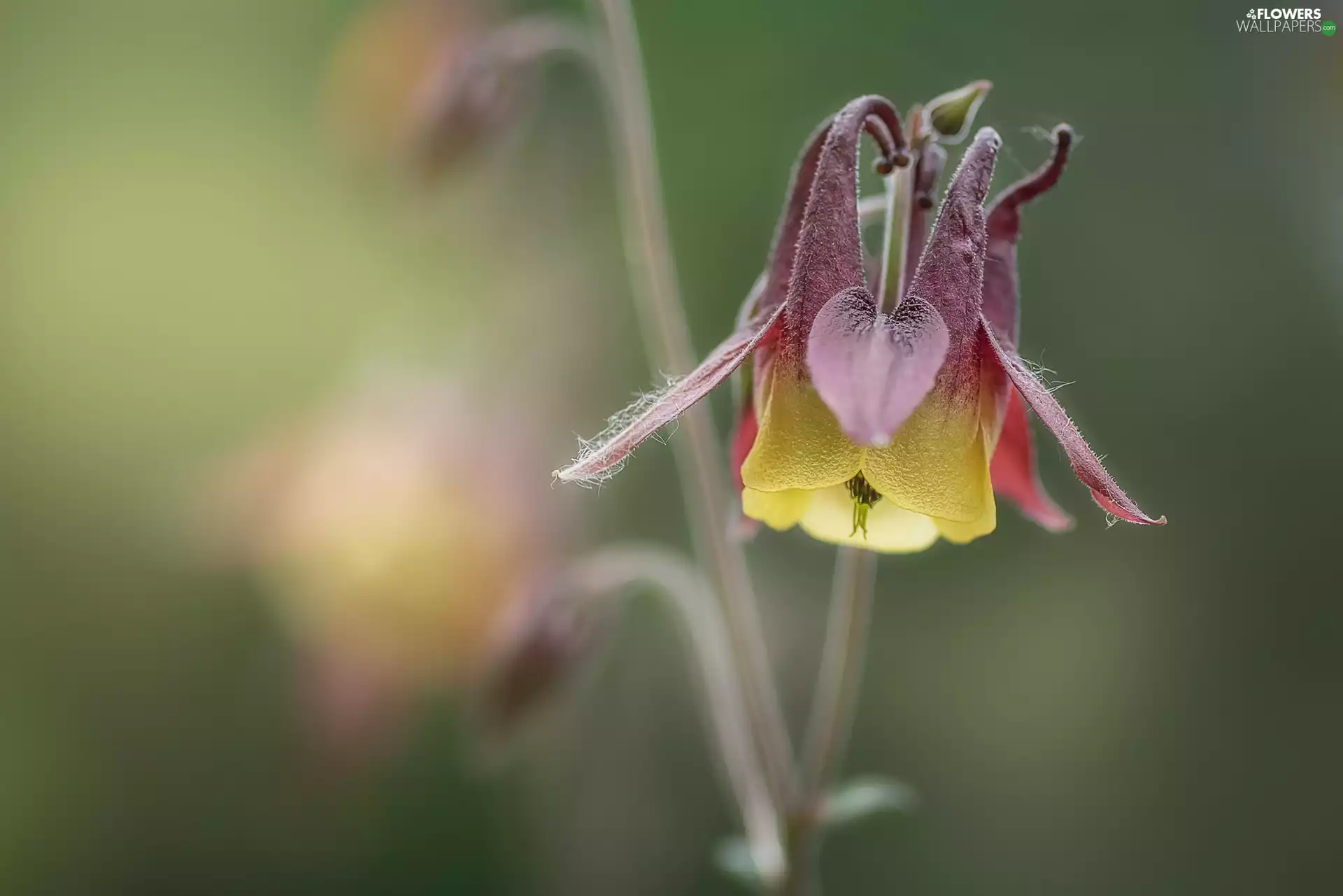 rapprochement, Colourfull Flowers, columbine