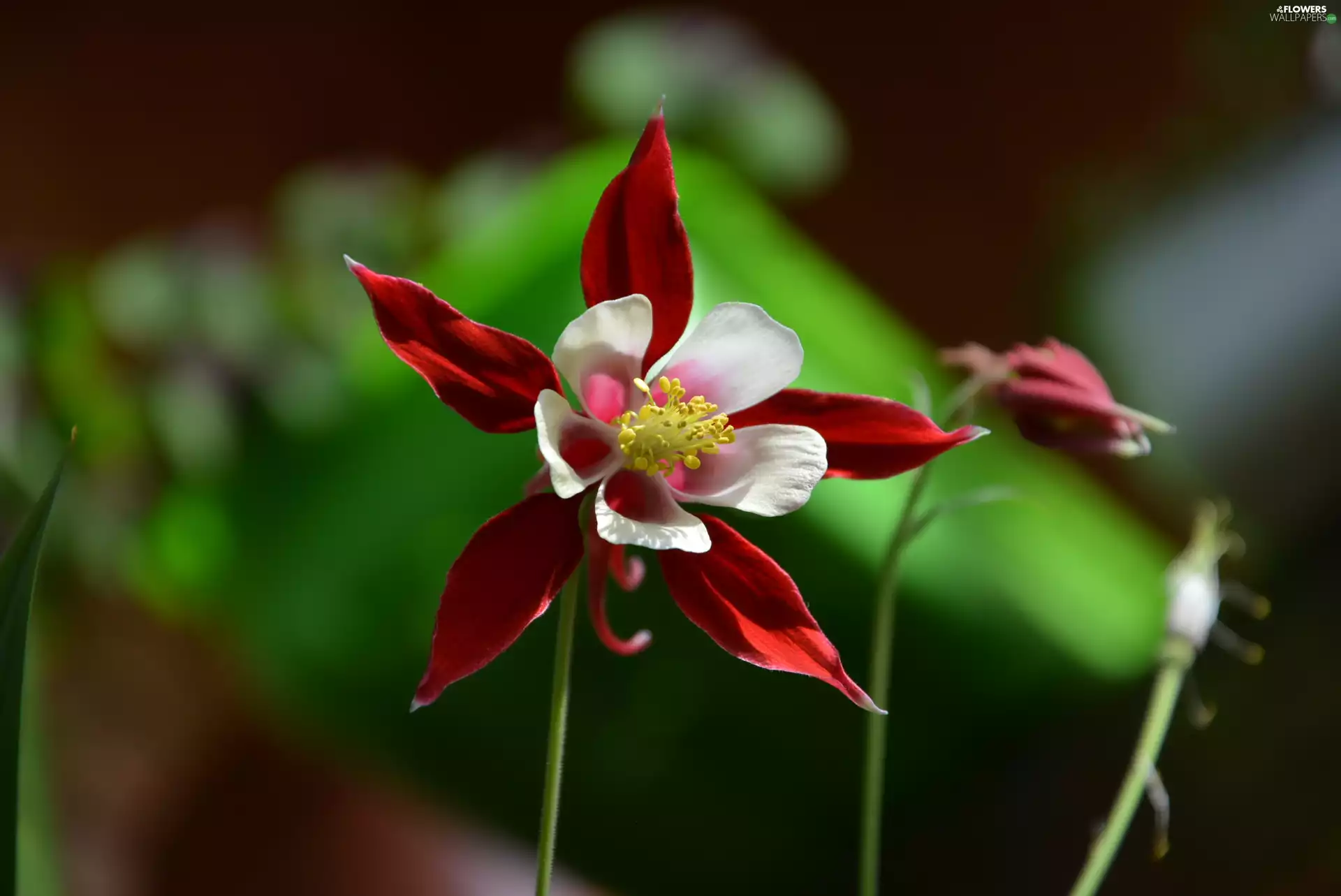 columbine, white, Red