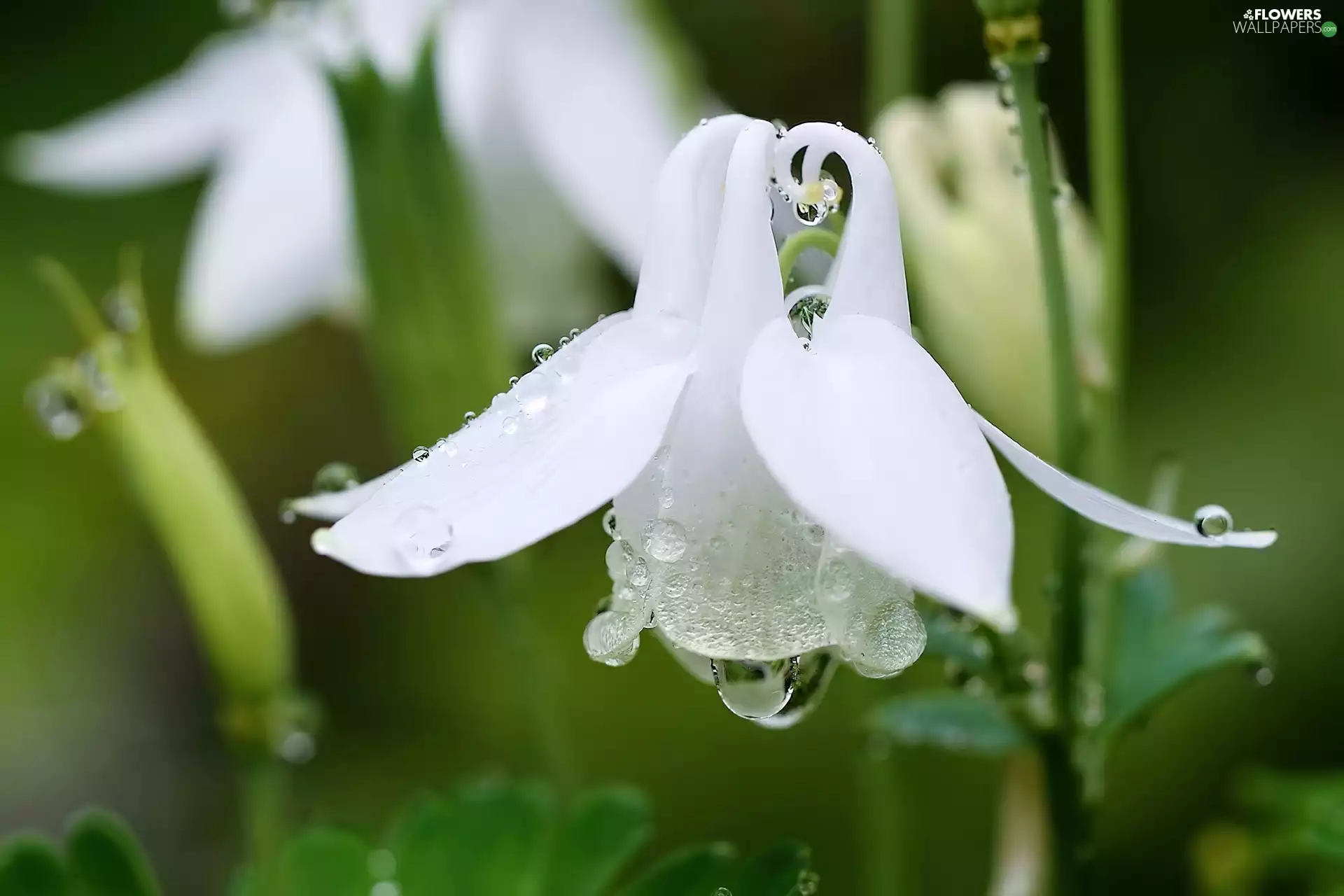 White, drops, Rosy, columbine
