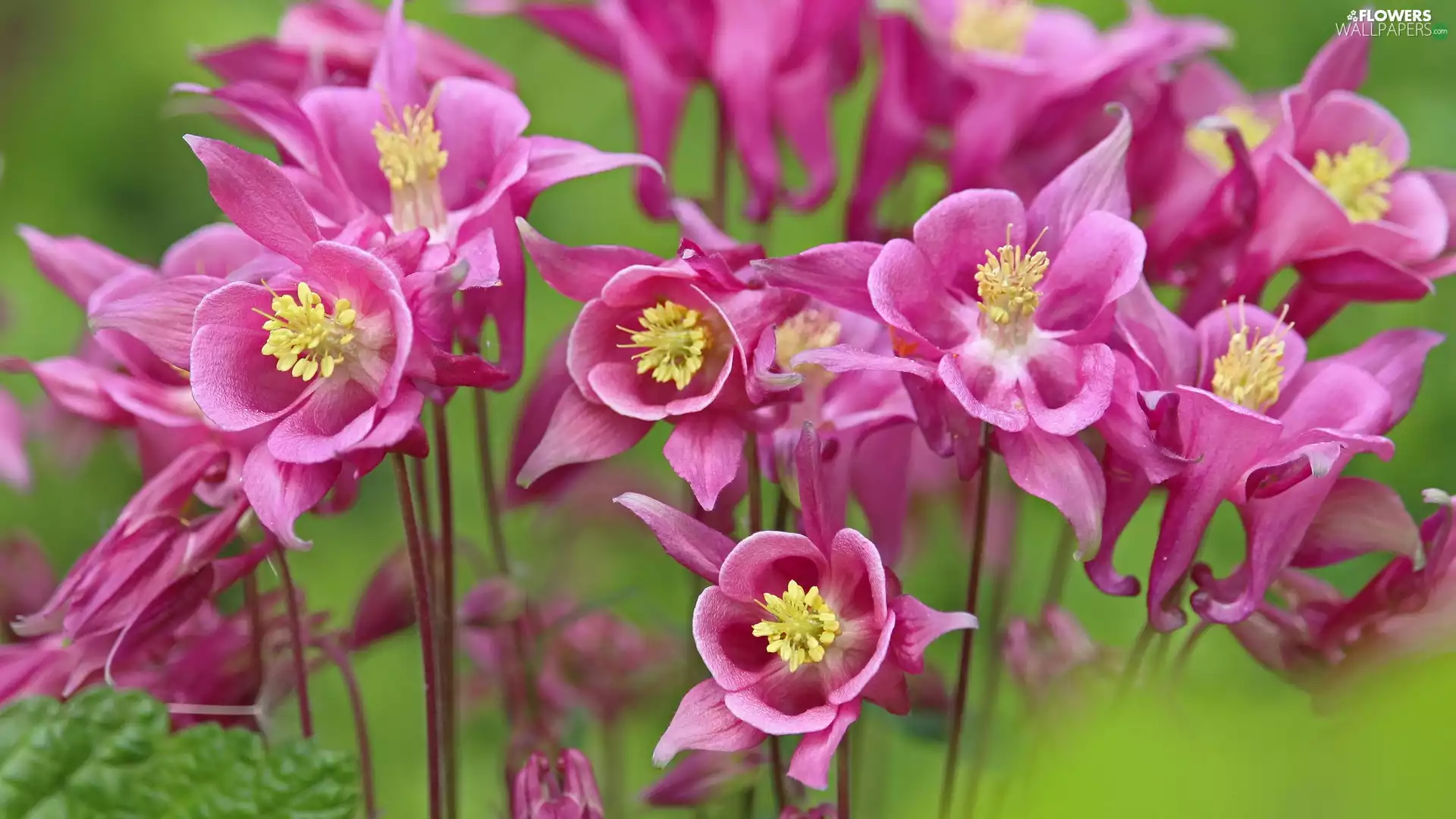 Columbines, Pink, Flowers