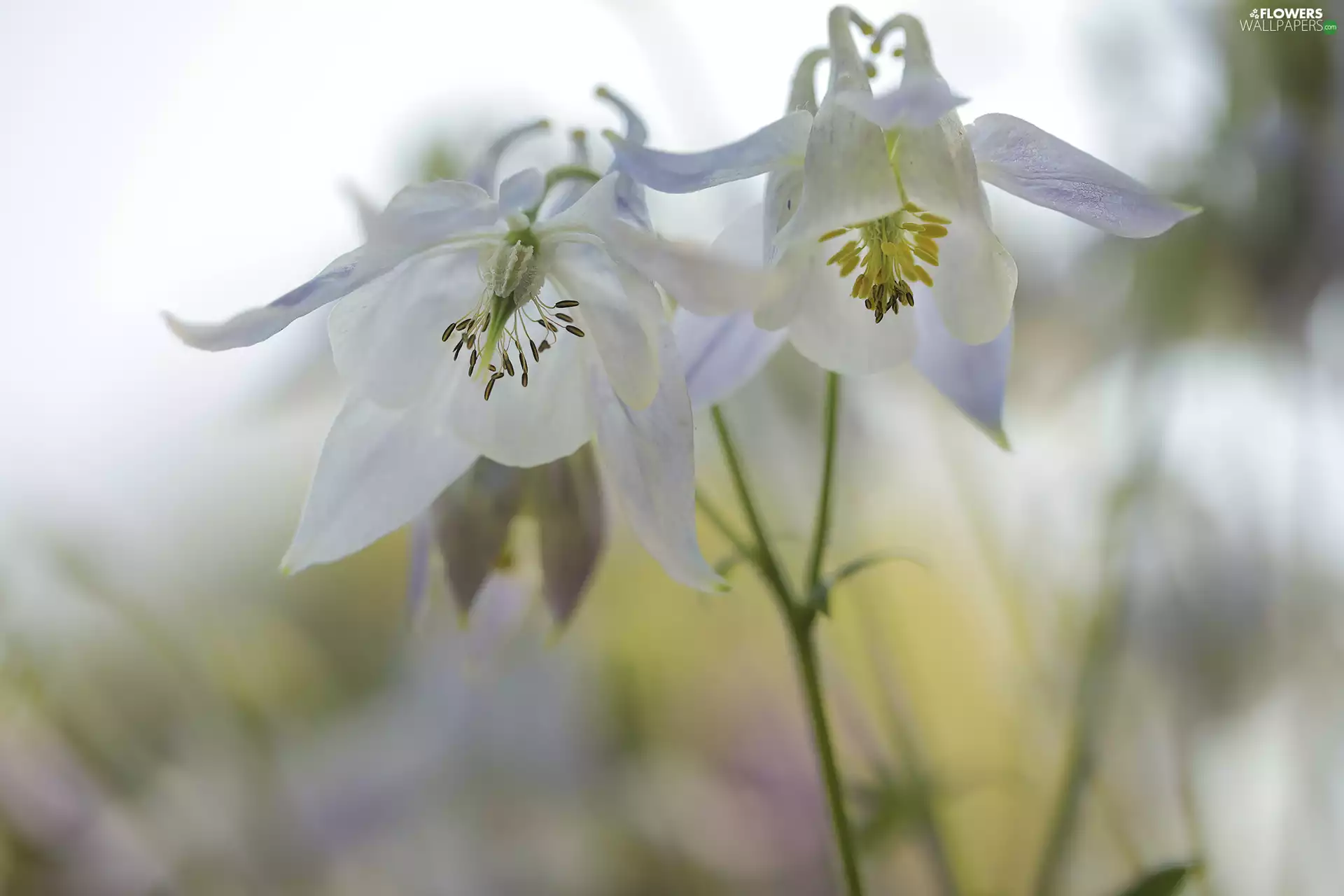 Columbines, Flowers