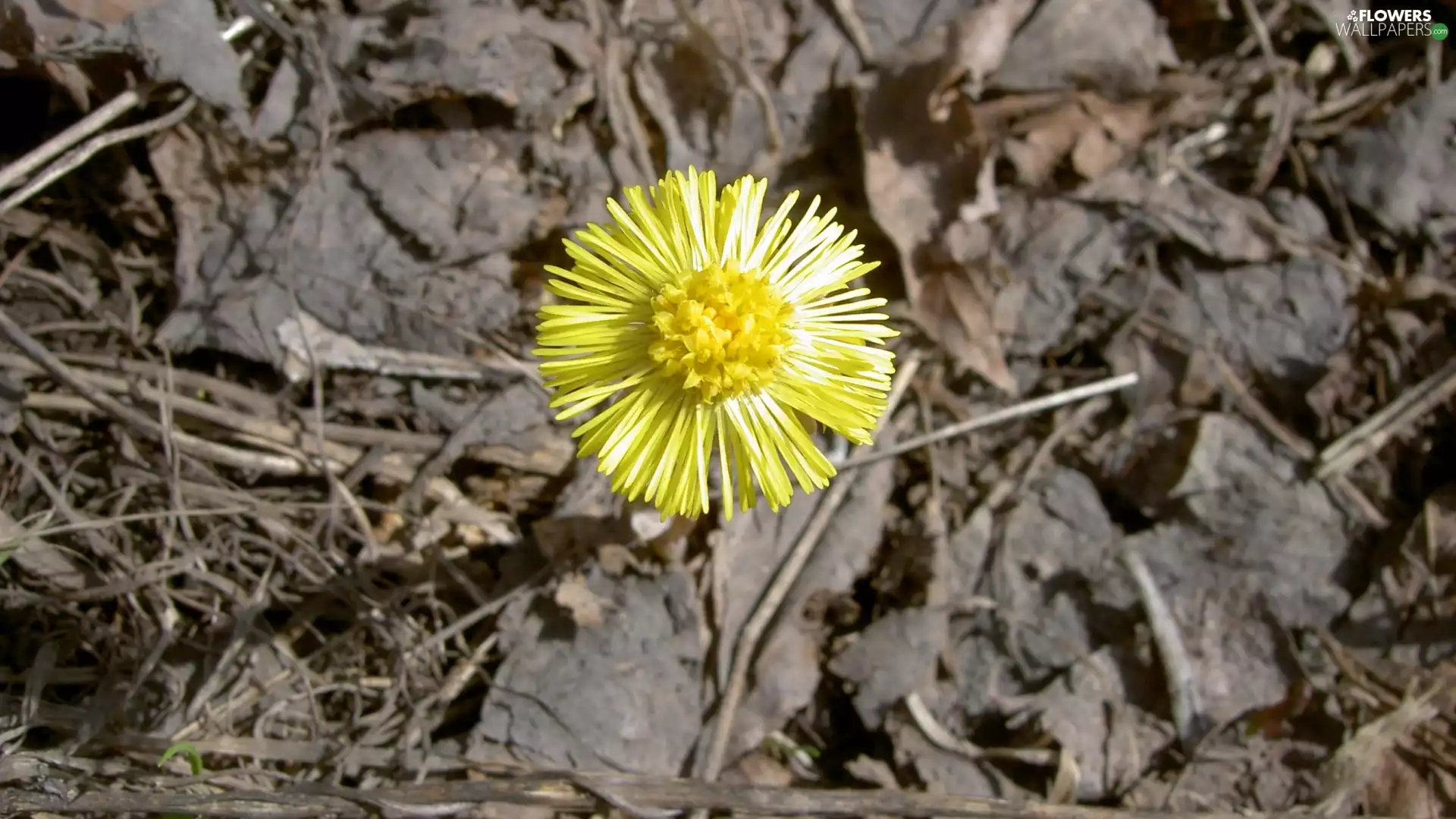 Beluga Whales, coltsfoot, common