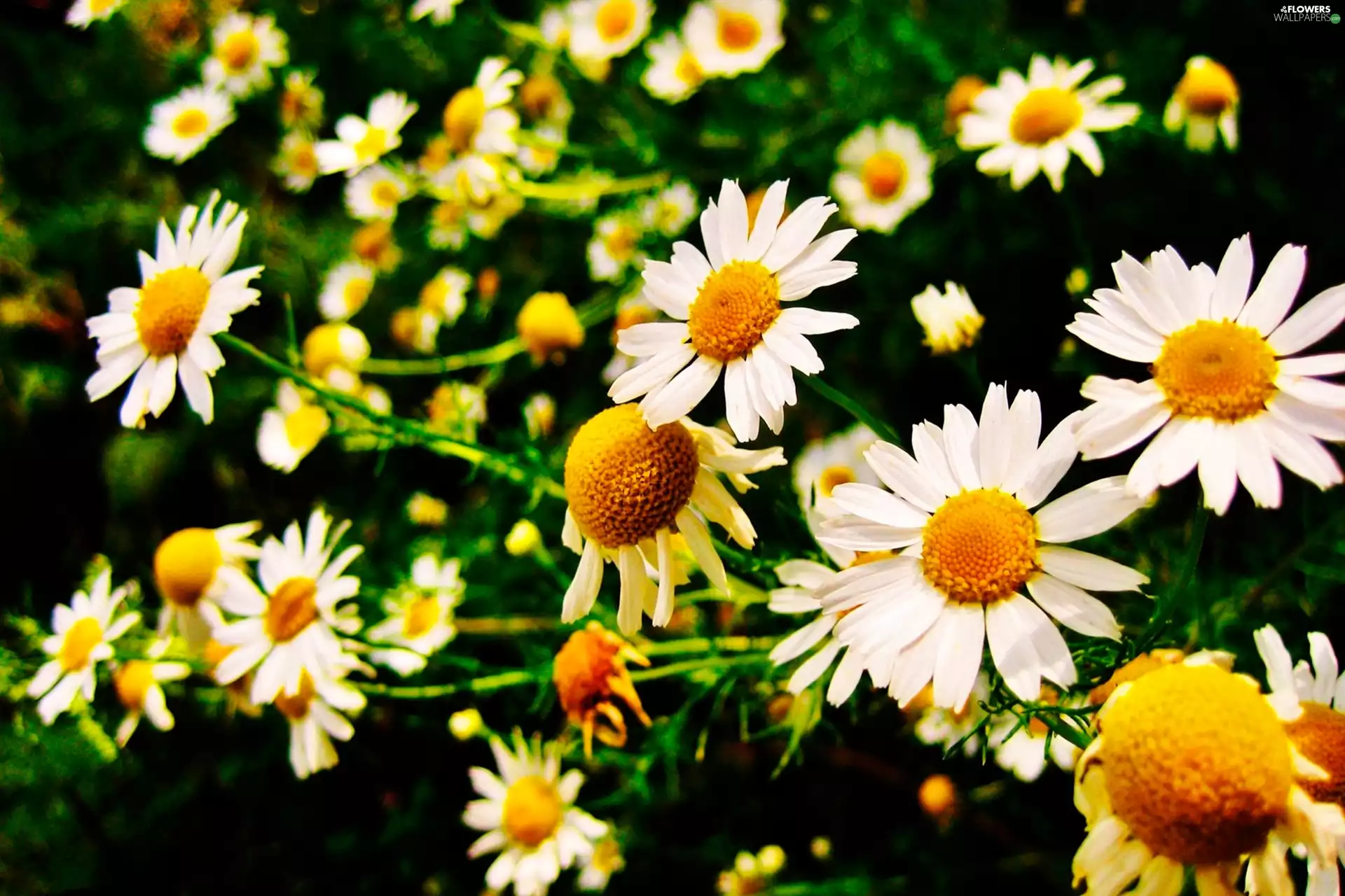 common, Flowers, chamomile