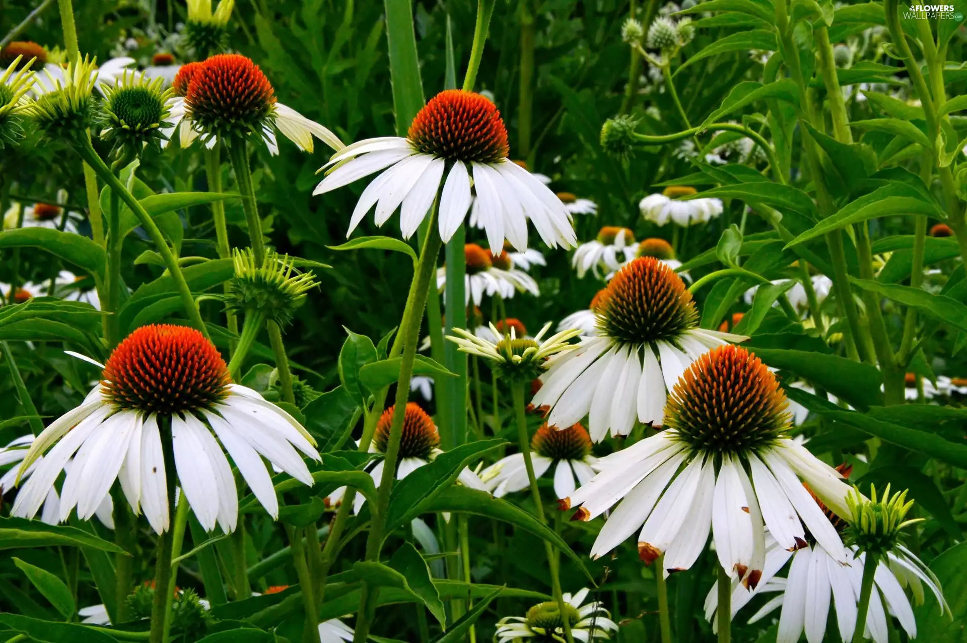 Flowers, echinacea