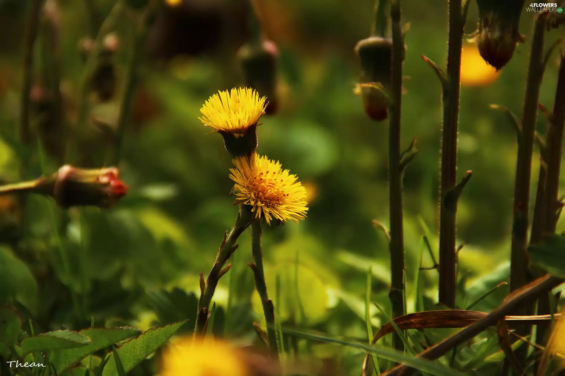 coltsfoot, Yellow, Flowers, common