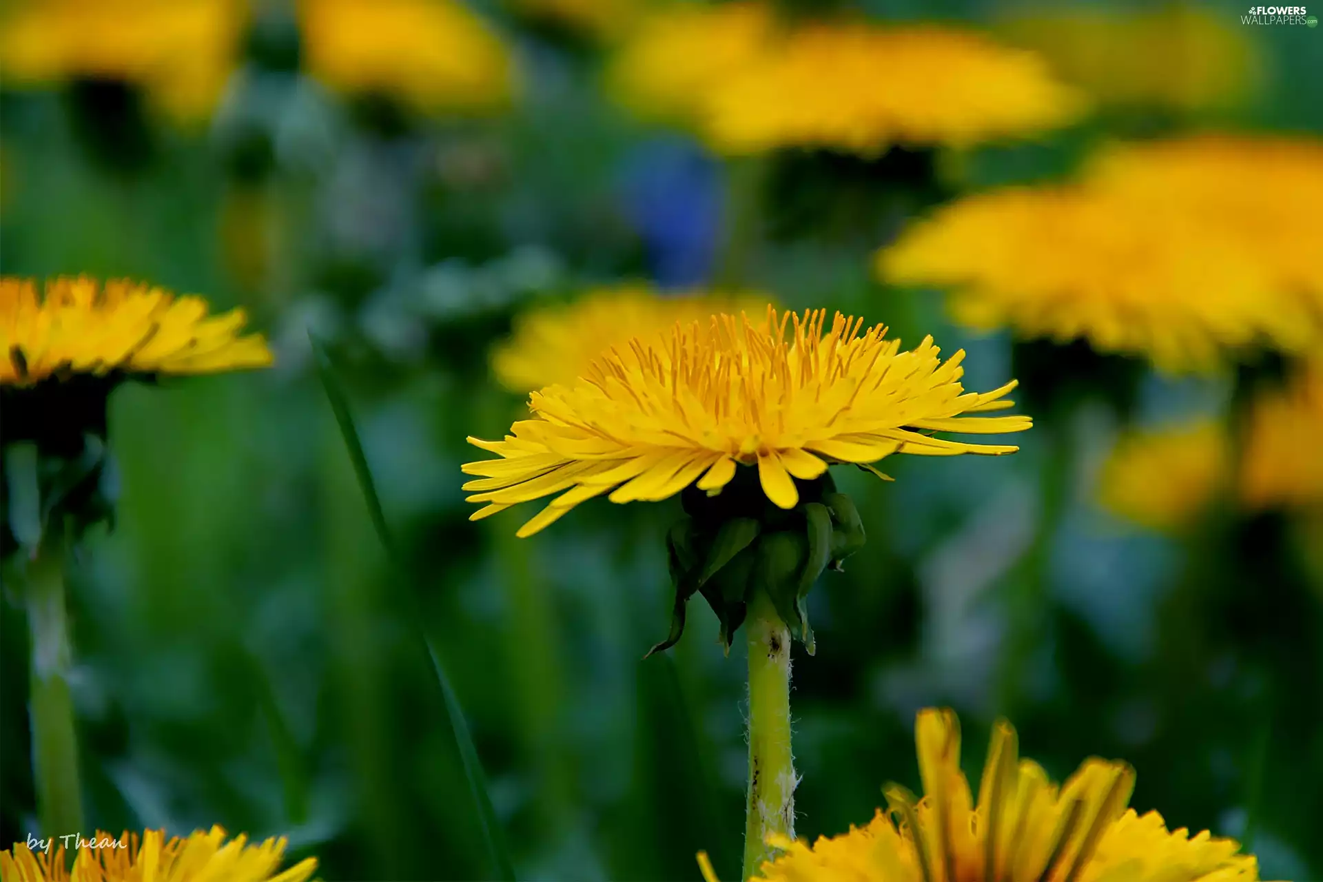 Common Dandelion