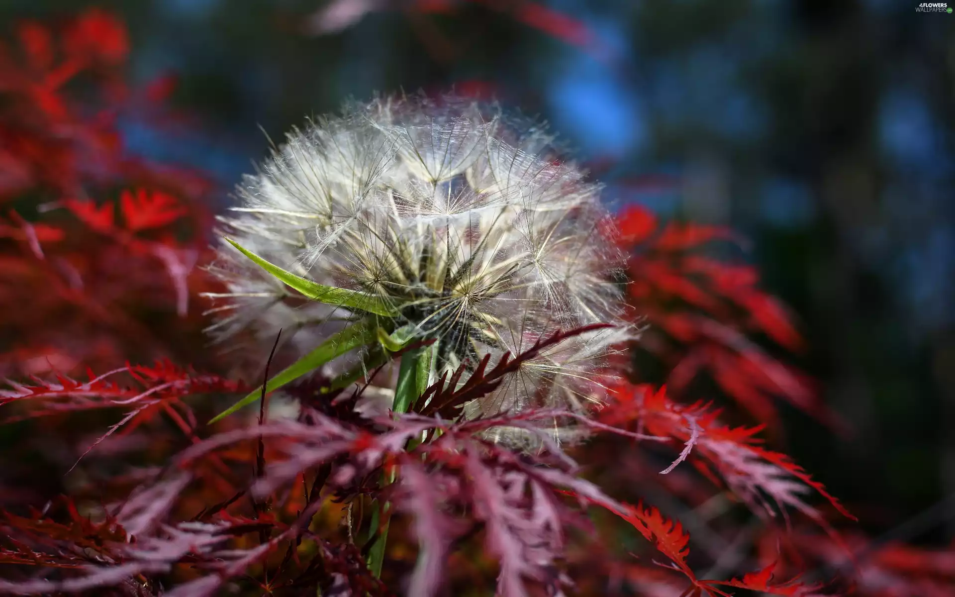 Common Dandelion
