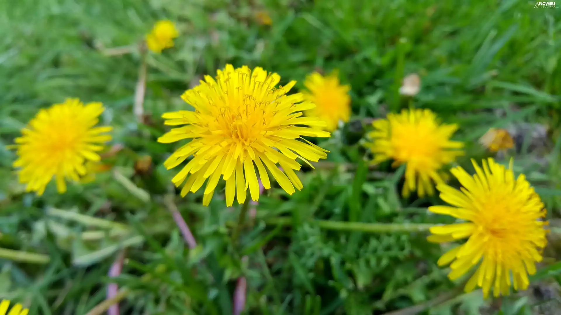 Common Dandelion