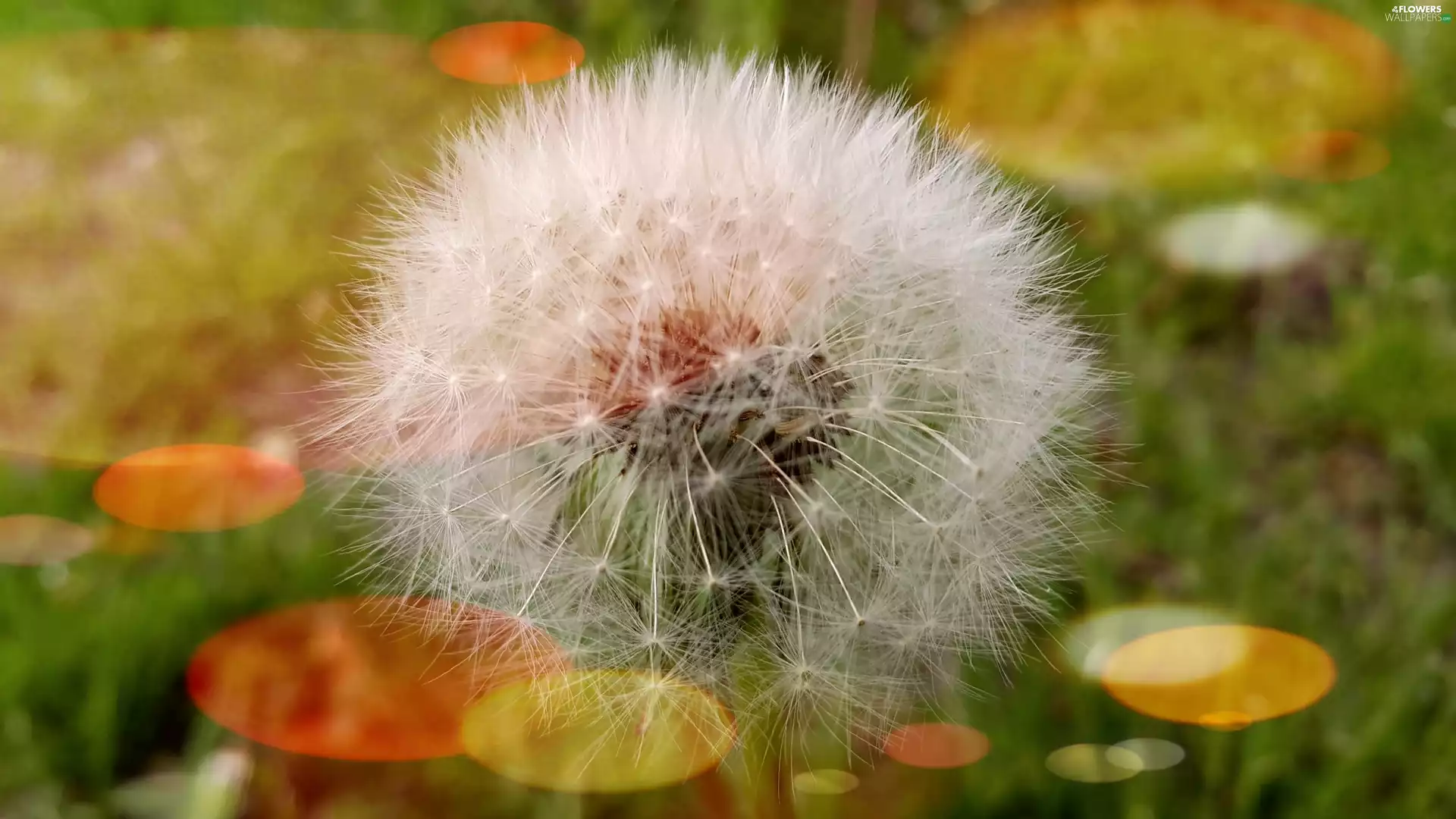Common Dandelion, dandelion