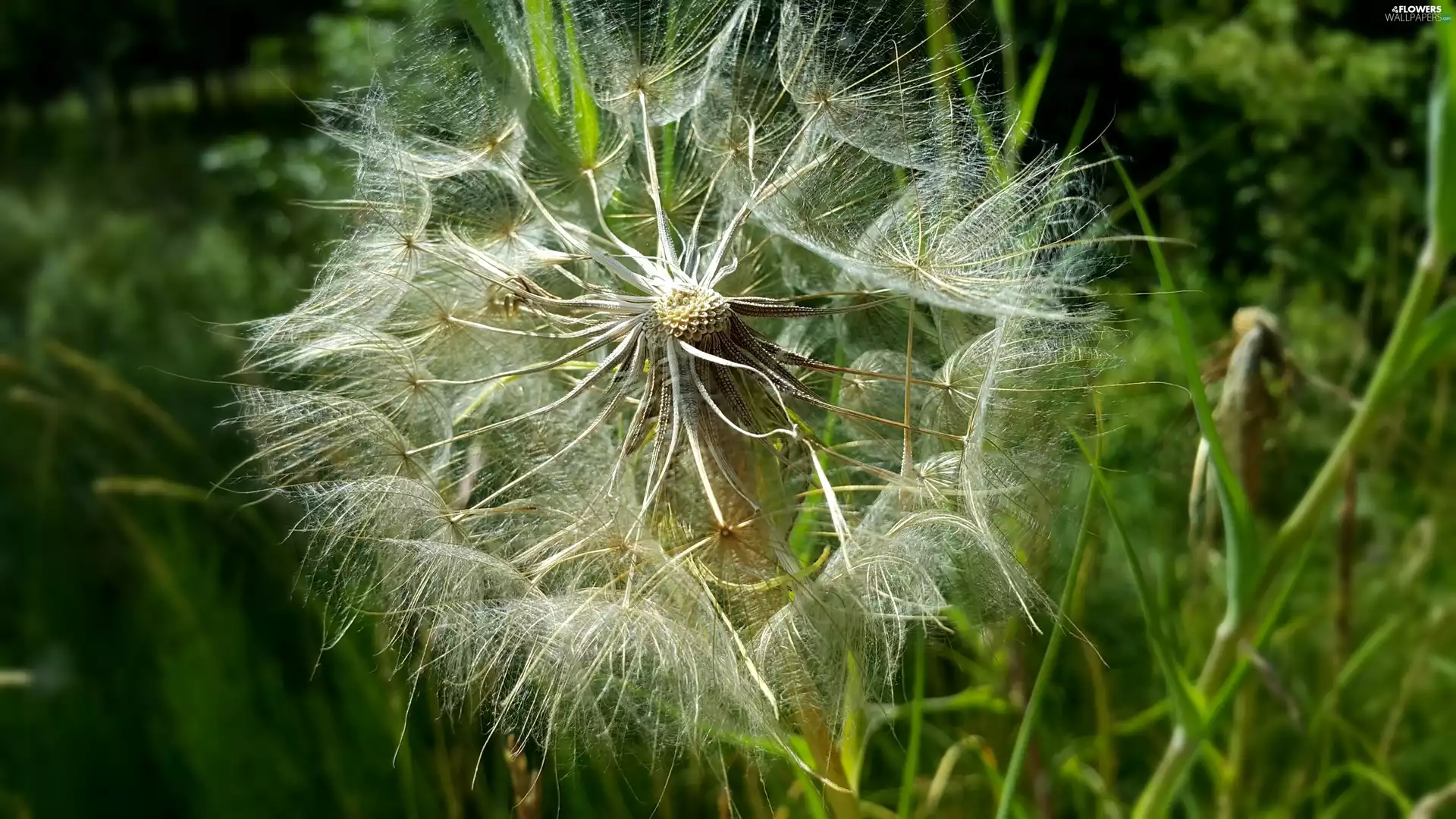 Common Dandelion, dandelion