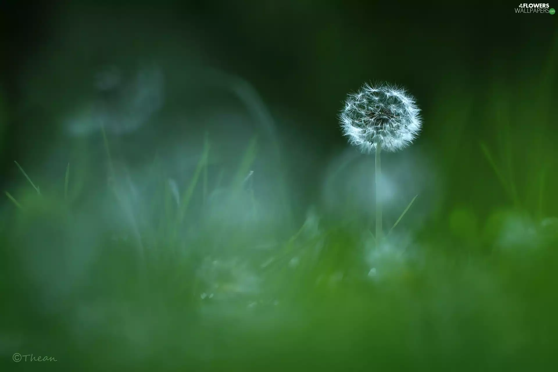 Common Dandelion, dandelion