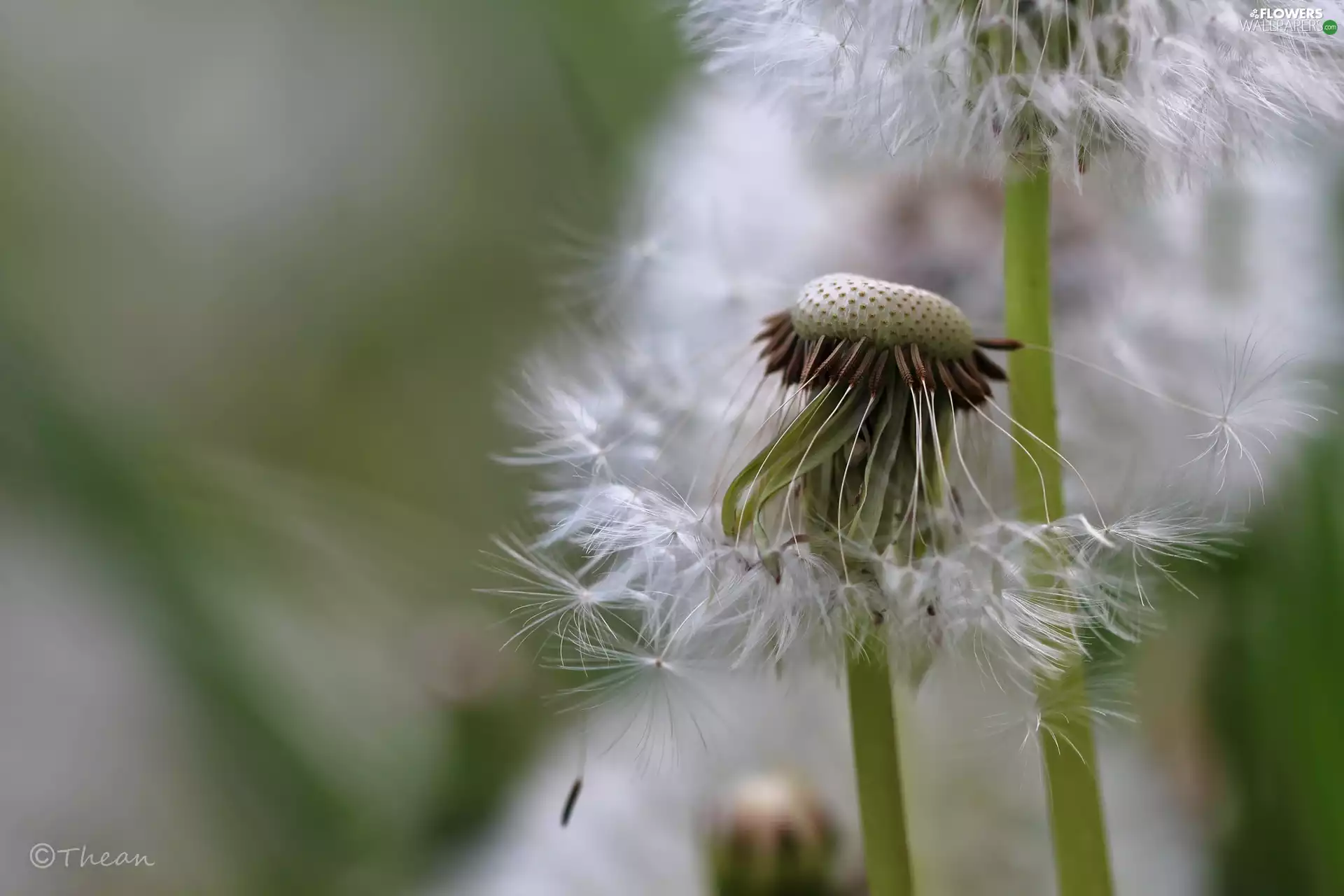 Common Dandelion, dandelion