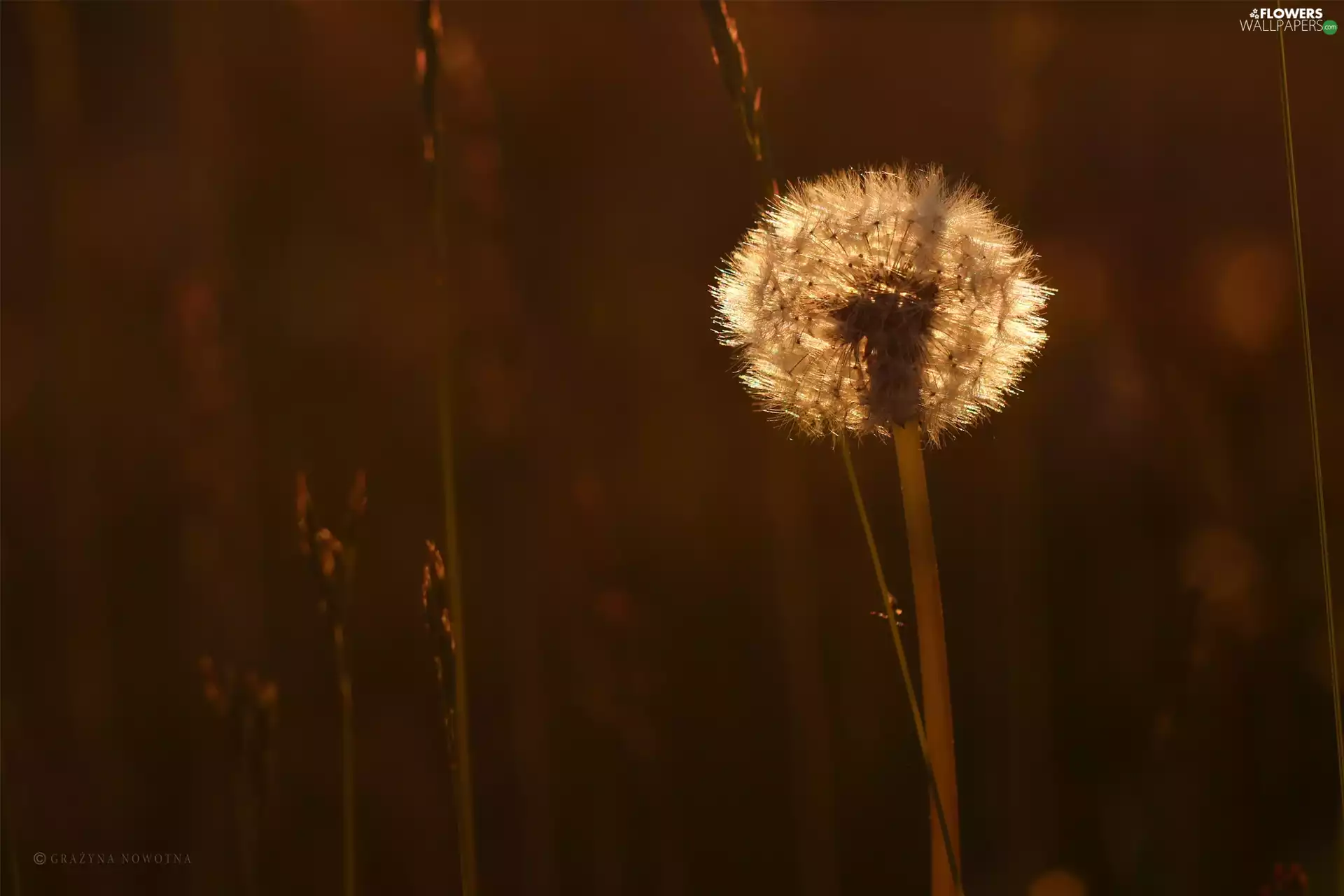 Common Dandelion, dandelion