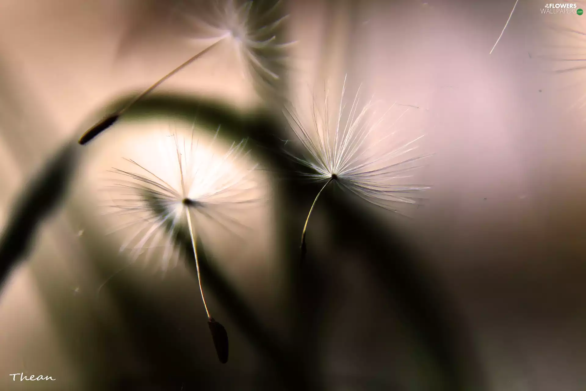 Common Dandelion, dandelion