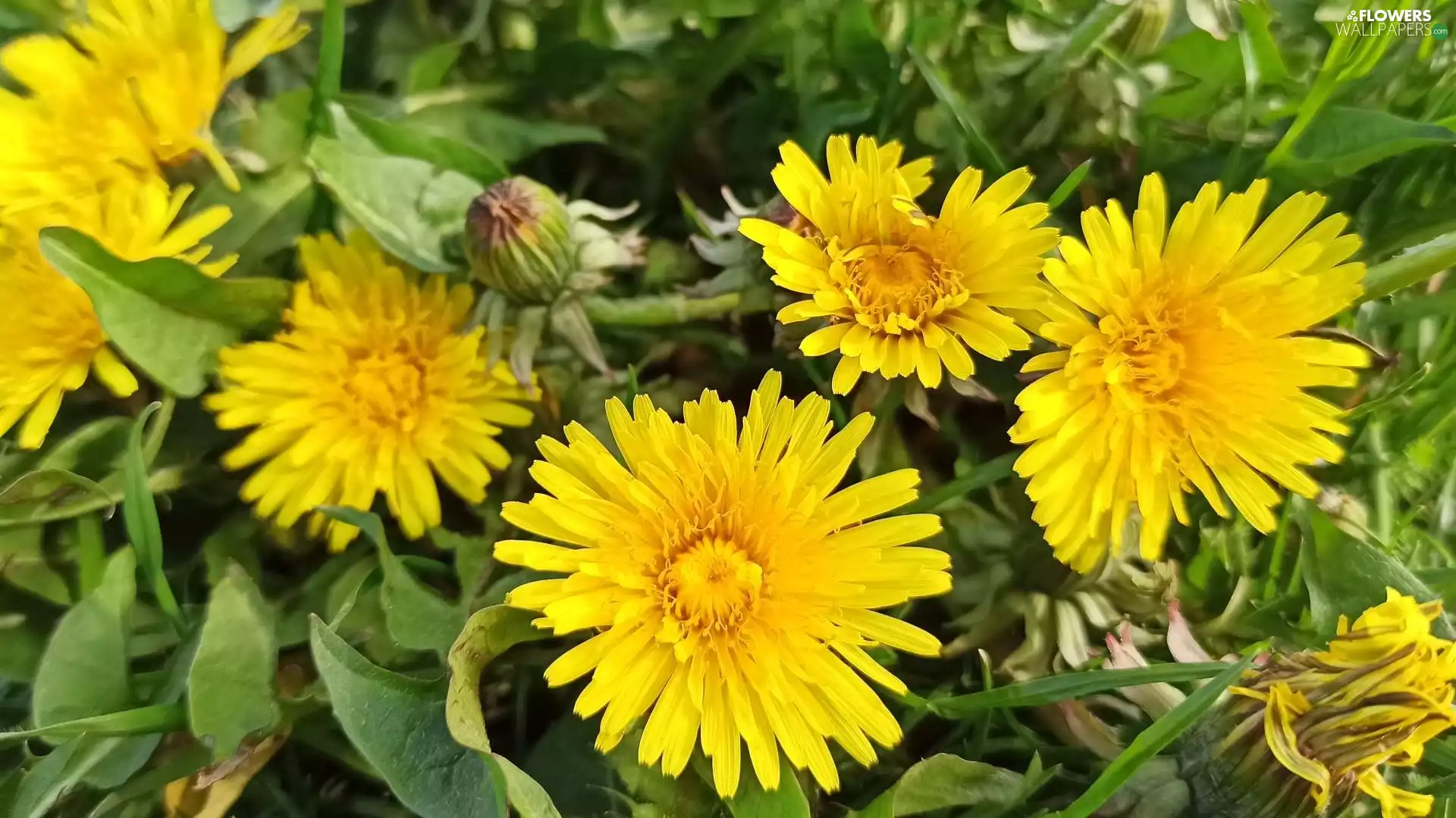Yellow, Common Dandelion, Leaf, Flowers