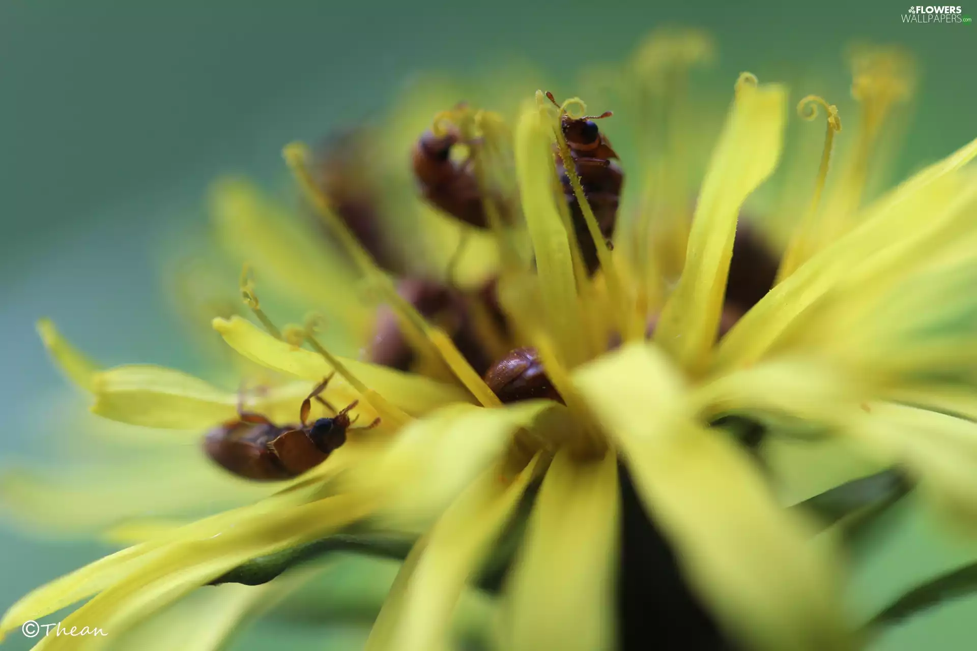 Bugs, Common Dandelion, sow-thistle