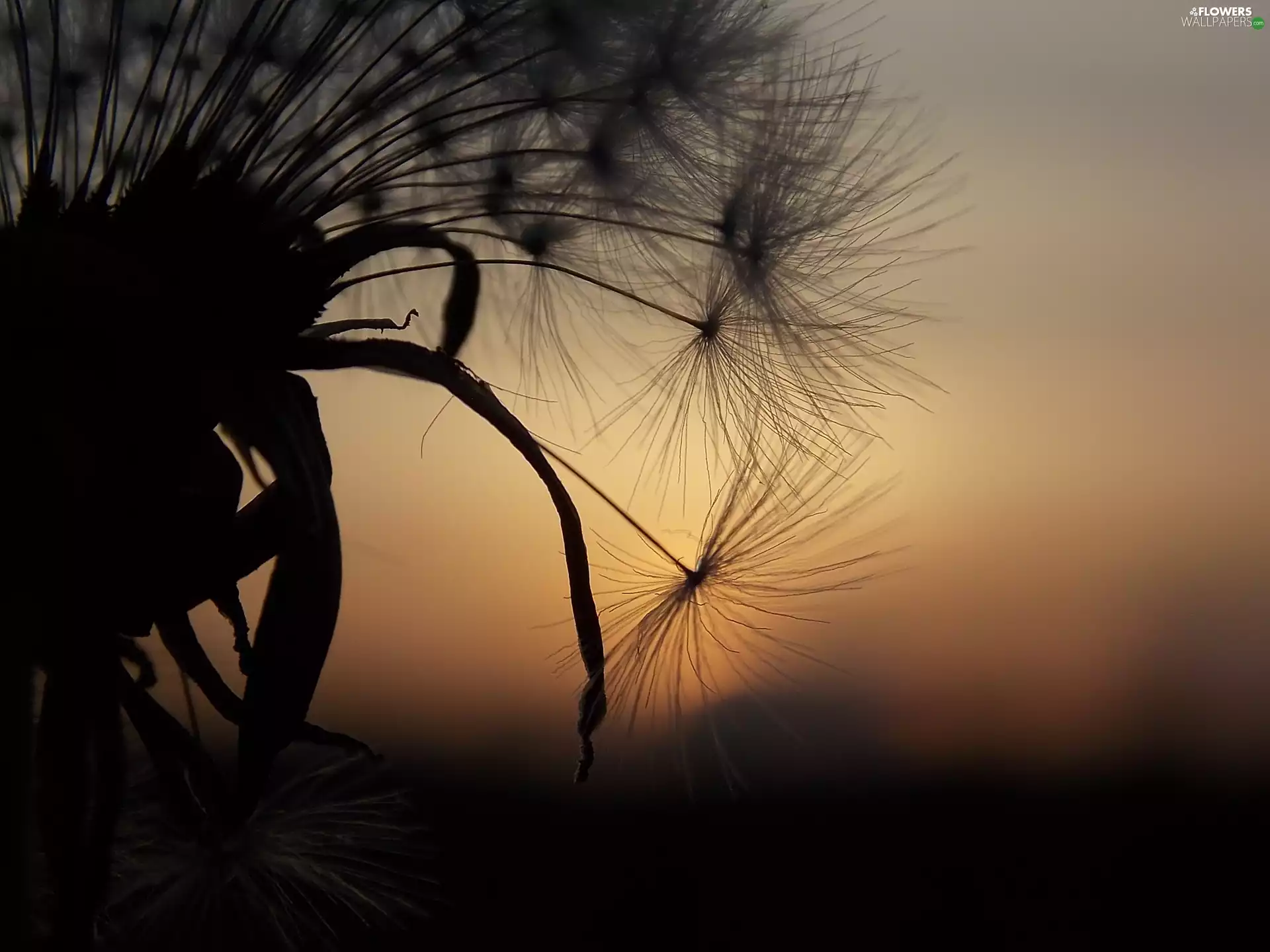 Common Dandelion, dandelions