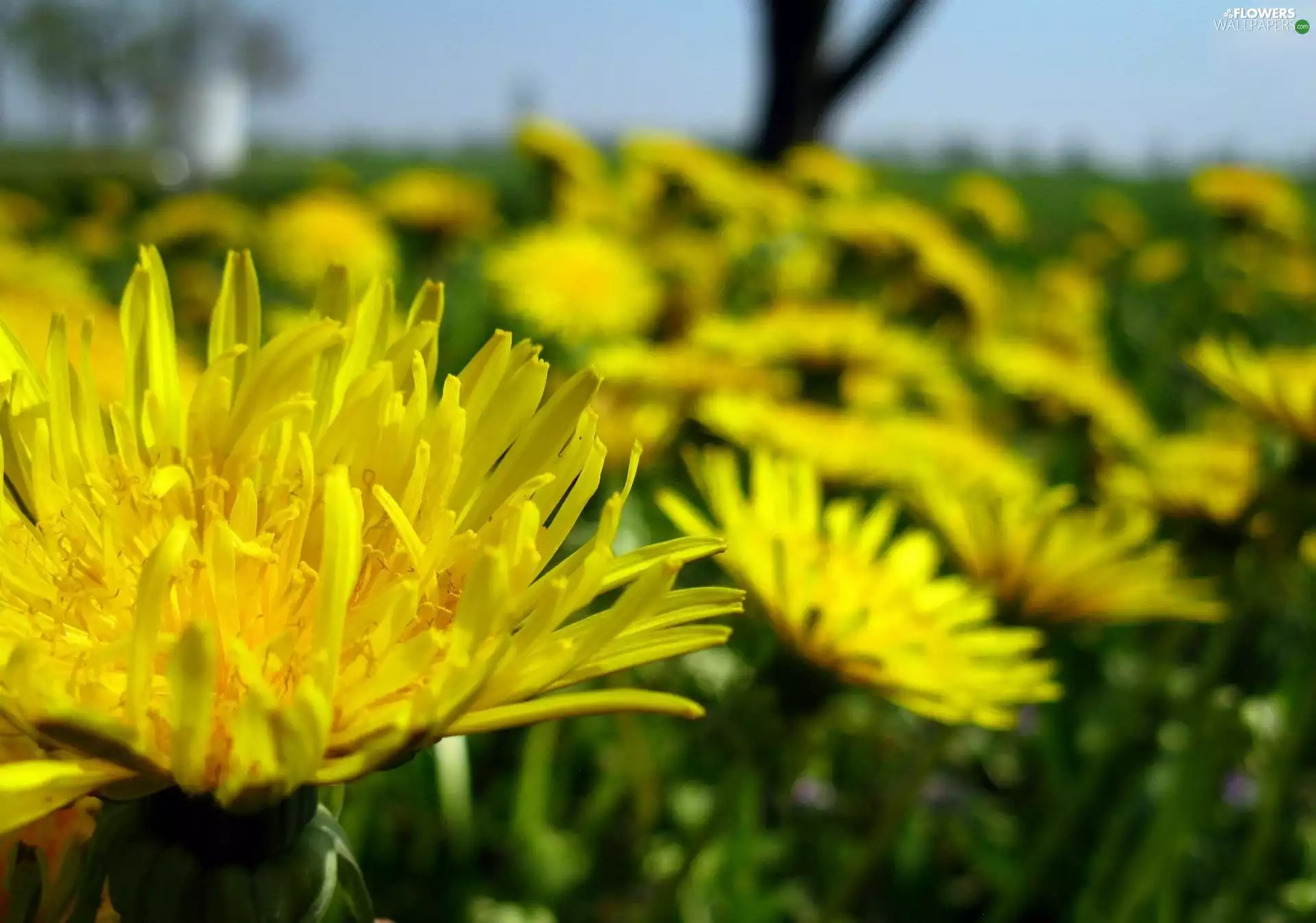 common, many, Dandelions