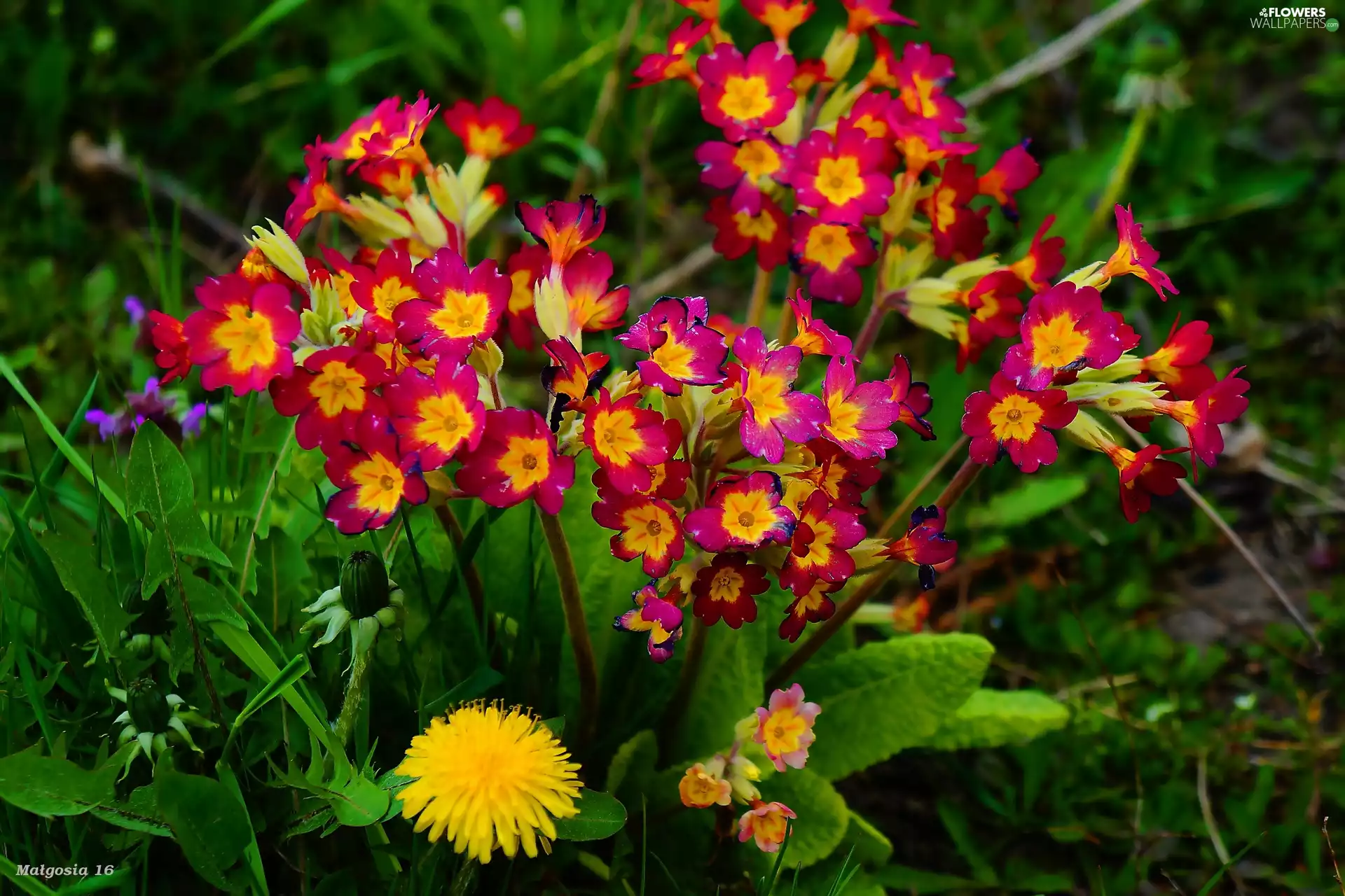 sow-thistle, Flowers, common, primrose, puffball, Spring