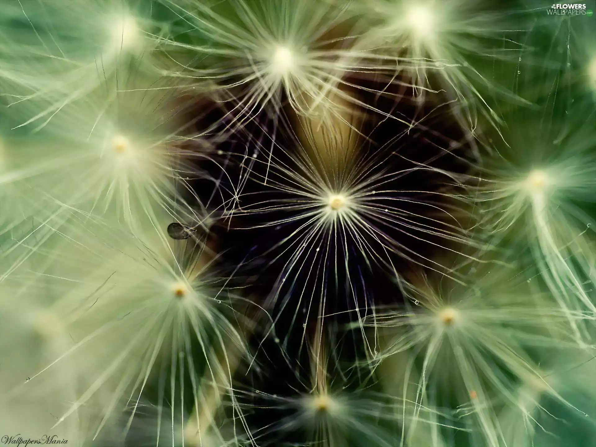 Common Dandelion, fruit