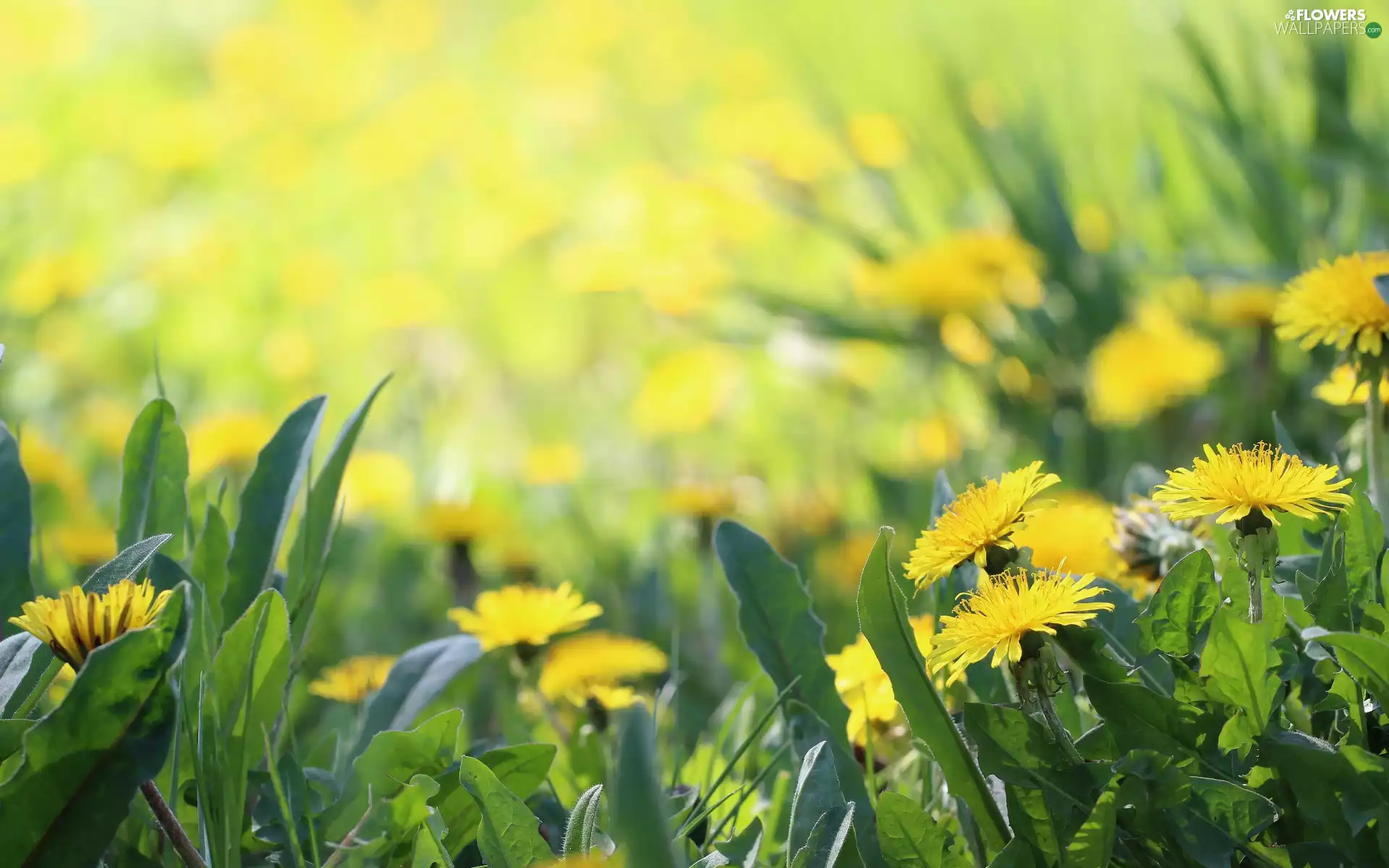 grass, Meadow, nuns Common