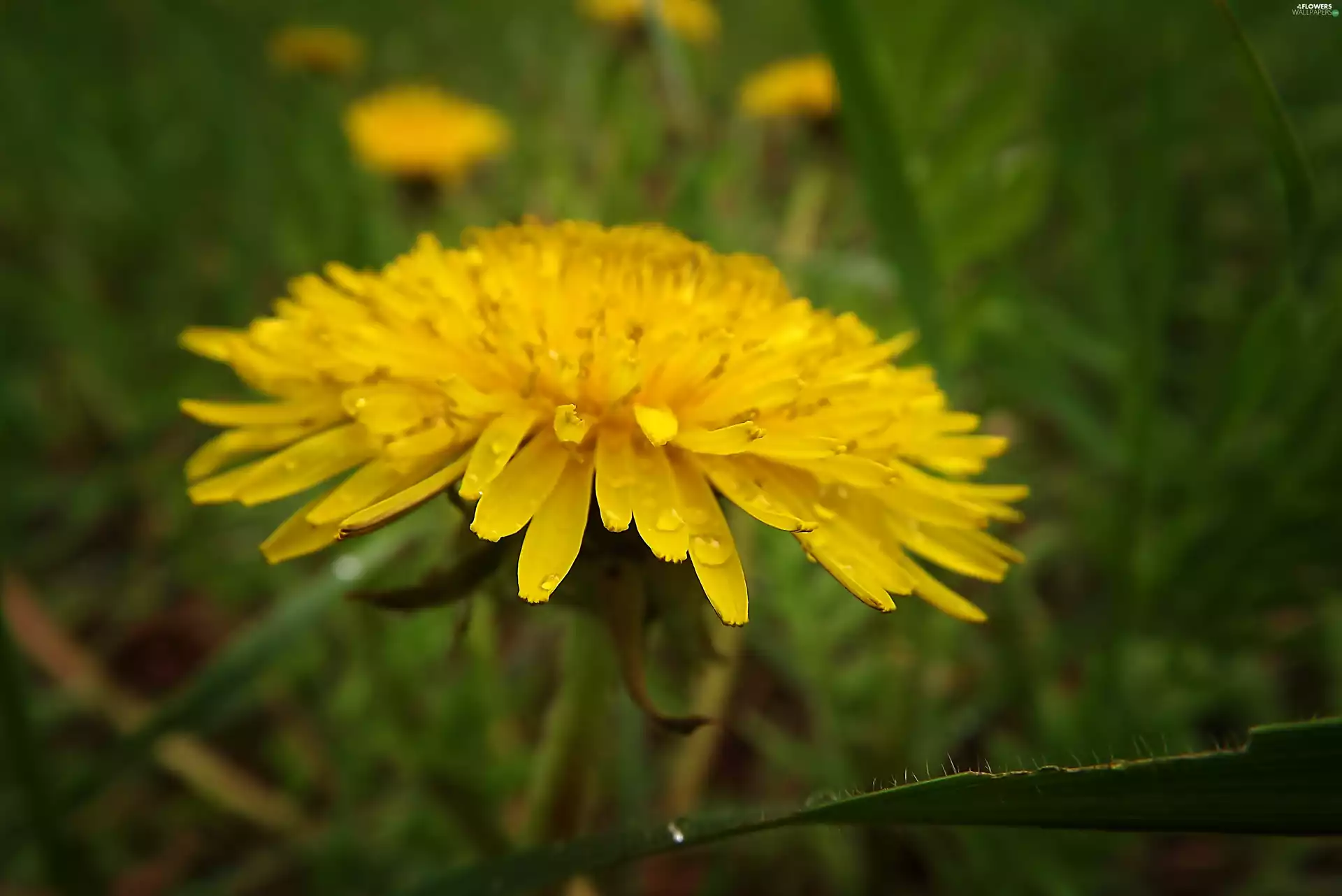 Colourfull Flowers, blur, common, Yellow, puffball