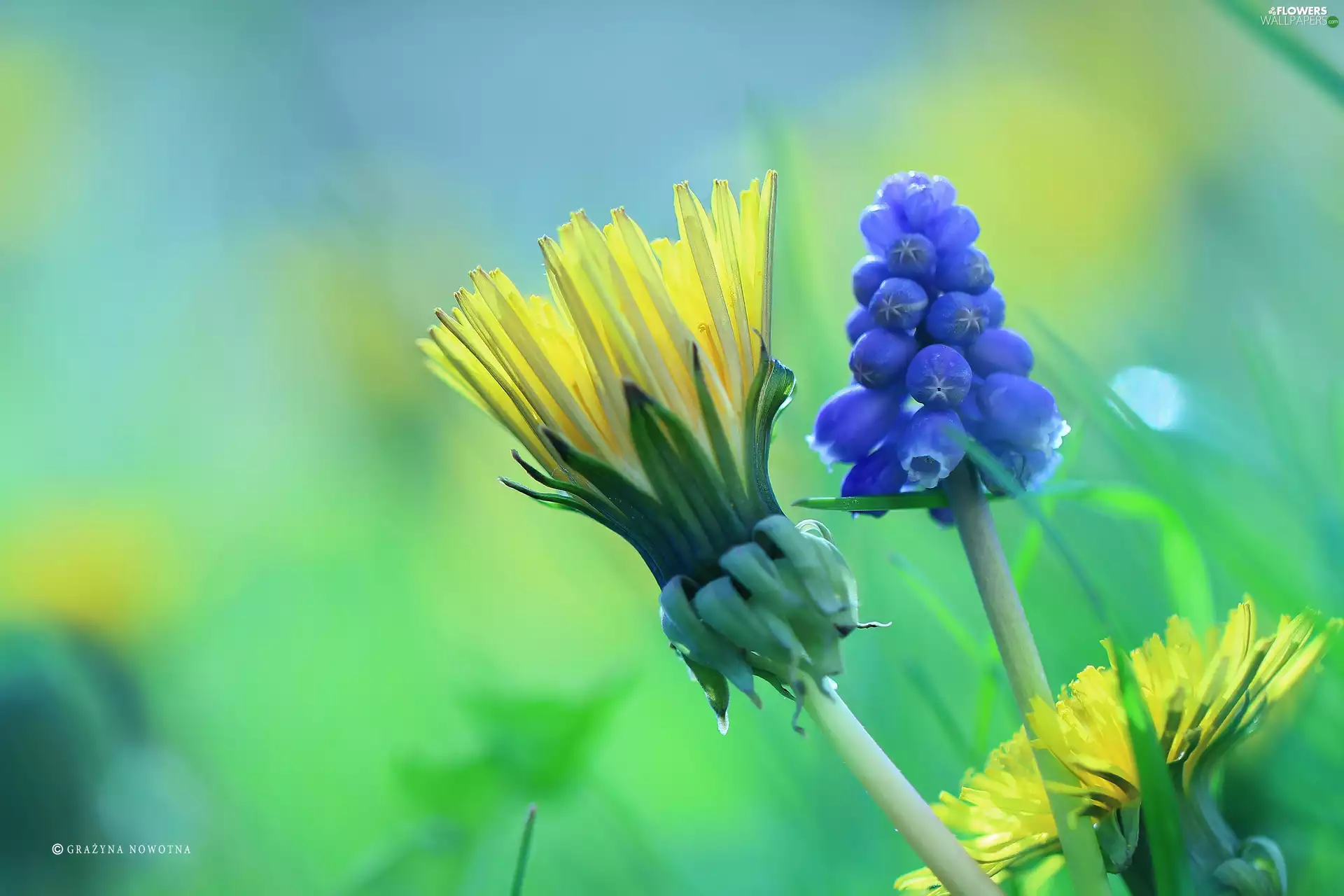 puffball, Muscari, Flowers, common
