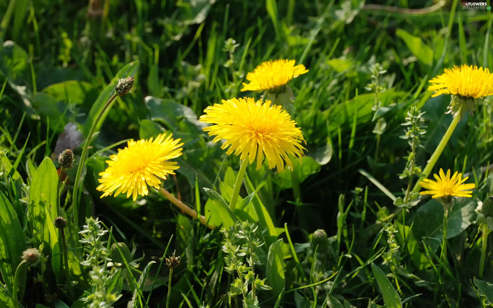 common, Yellow, puffball