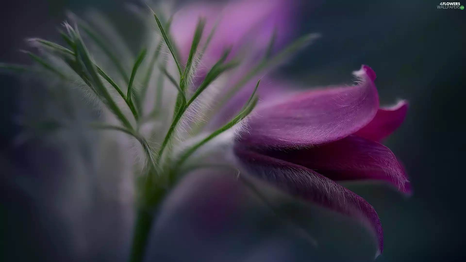 rapprochement, Purple, Common pasque