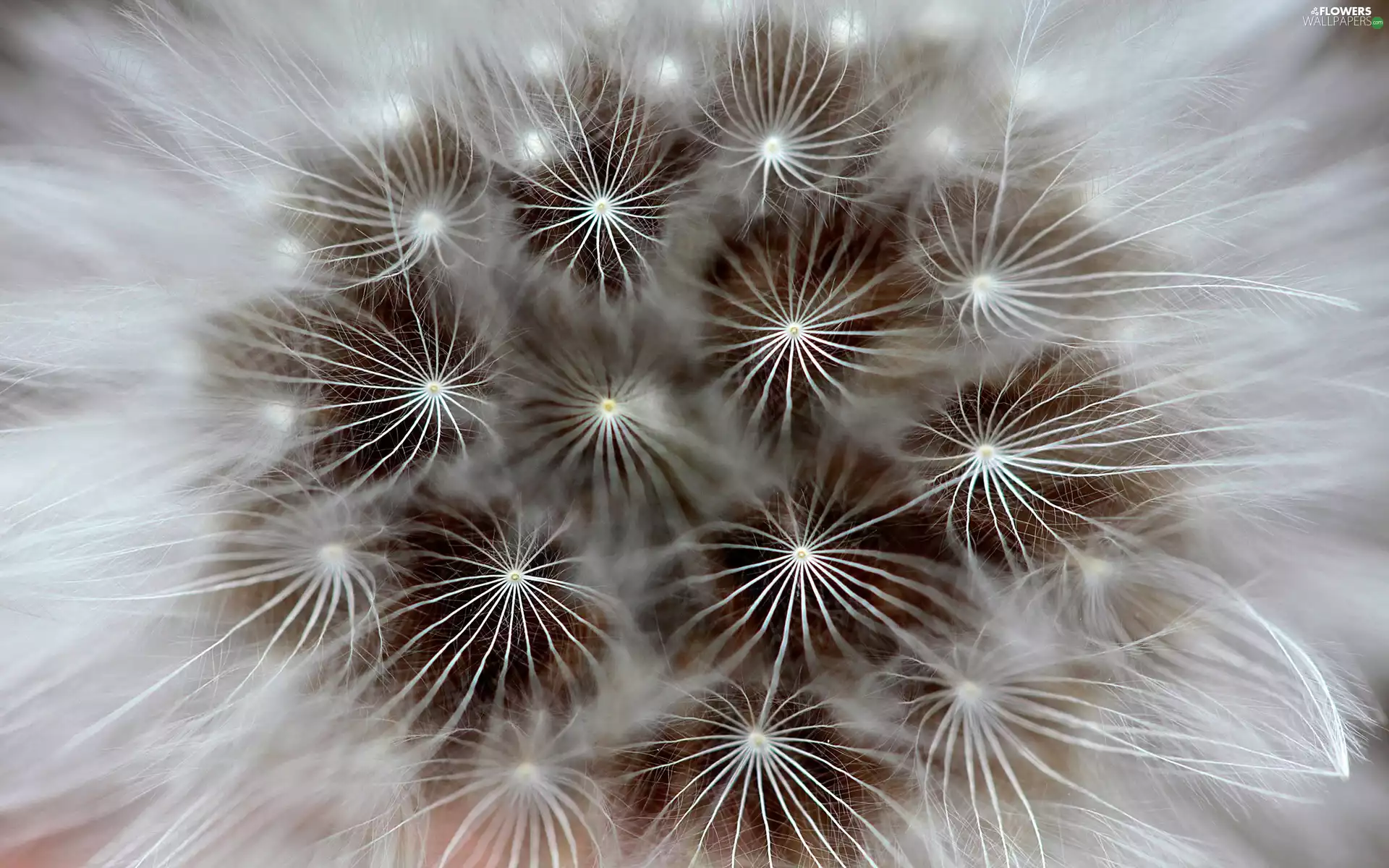 Seeds, dandelion, Common Dandelion