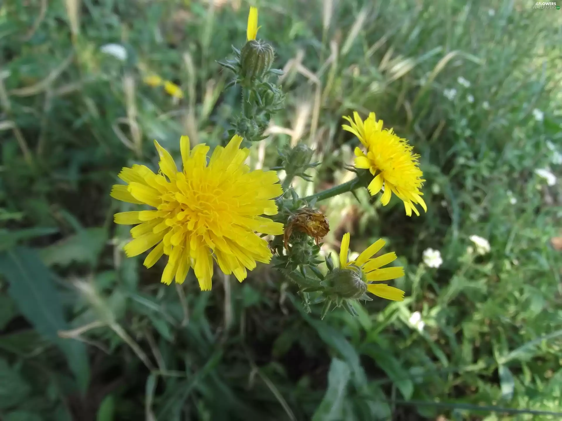 sow-thistle, green, Common Dandelion, Flowers