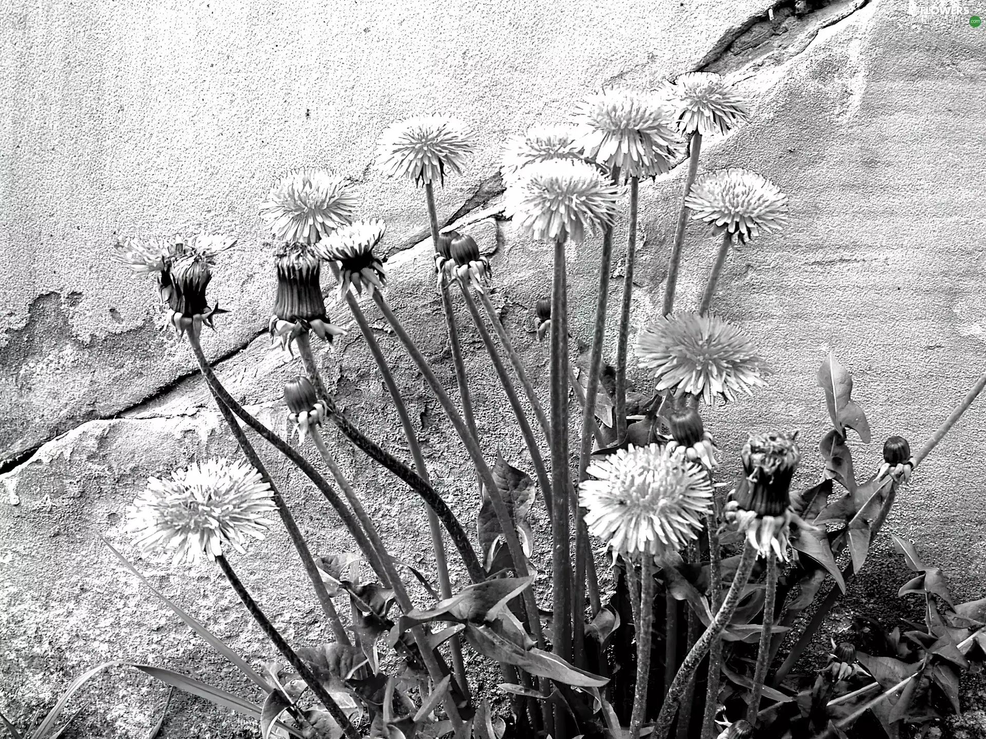 Common Dandelion, wall
