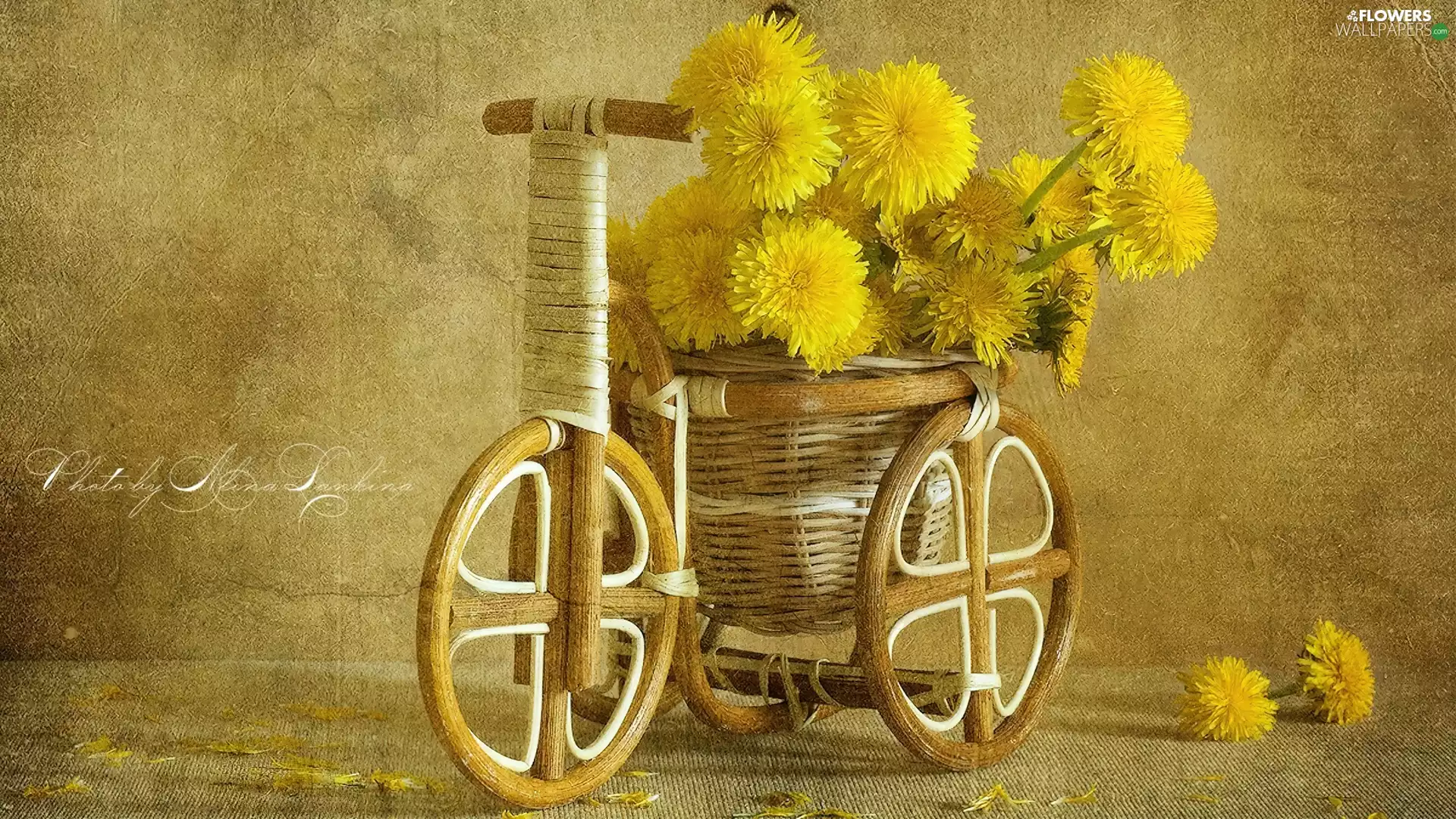 wicker, puffball, common, Bicycle
