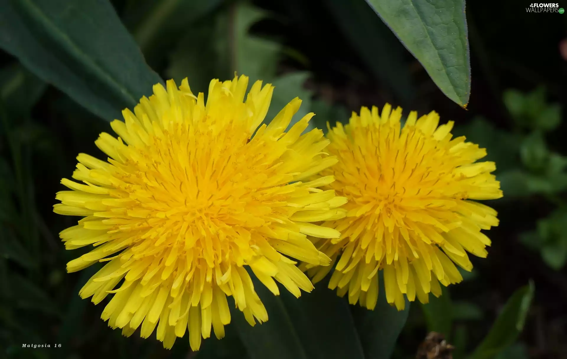 Flowers, sow-thistle, Common Dandelion, Yellow