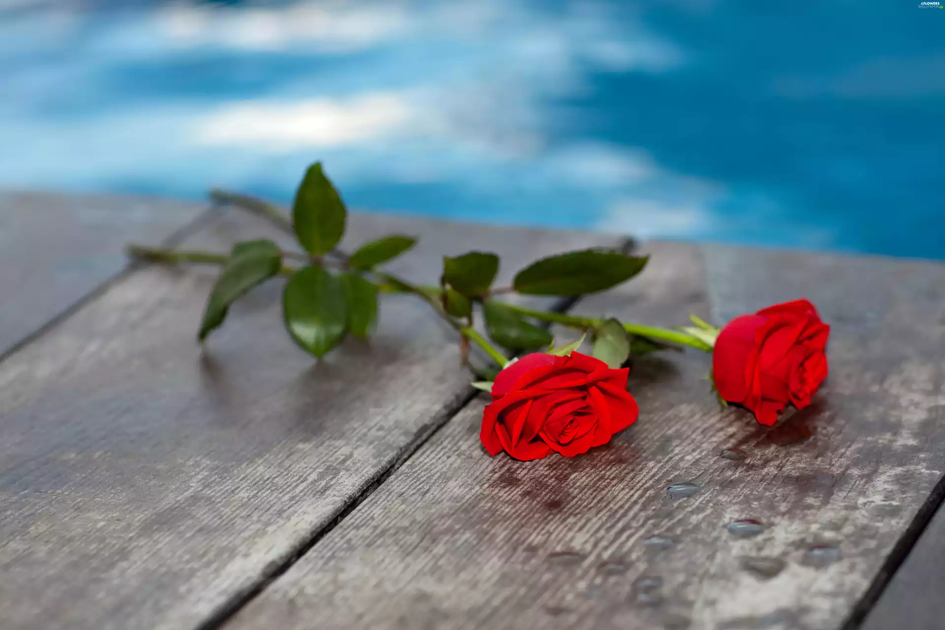 composition, roses, Bench