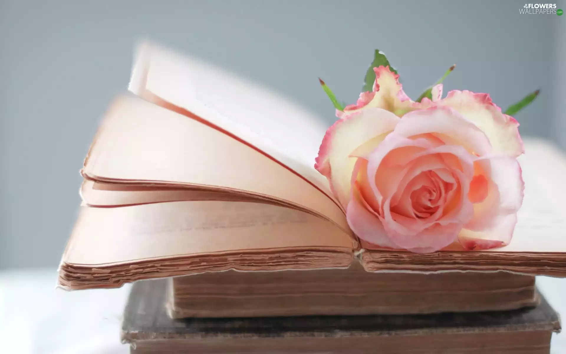 composition, rose, Books