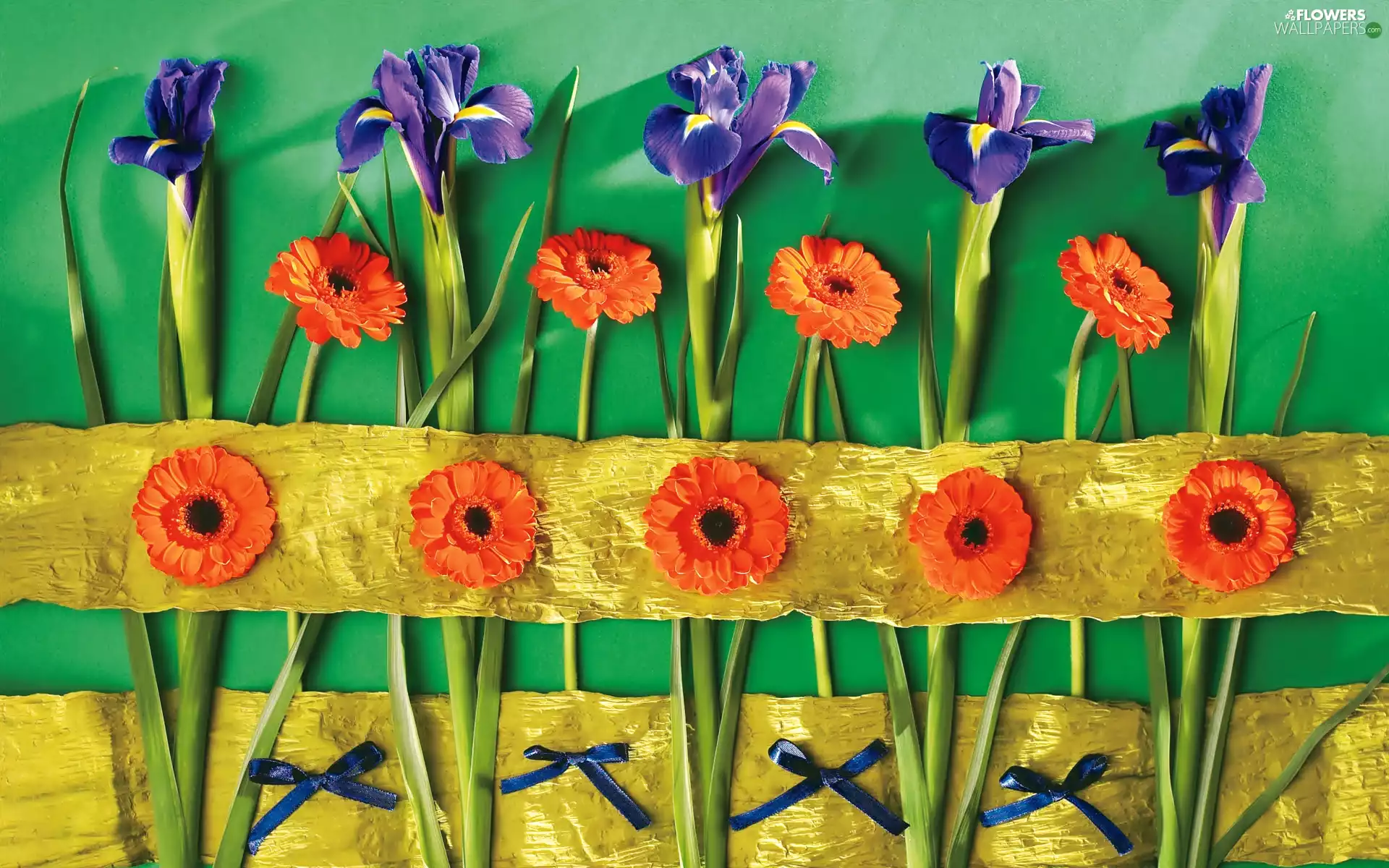 Flowers, Irises, composition, gerberas