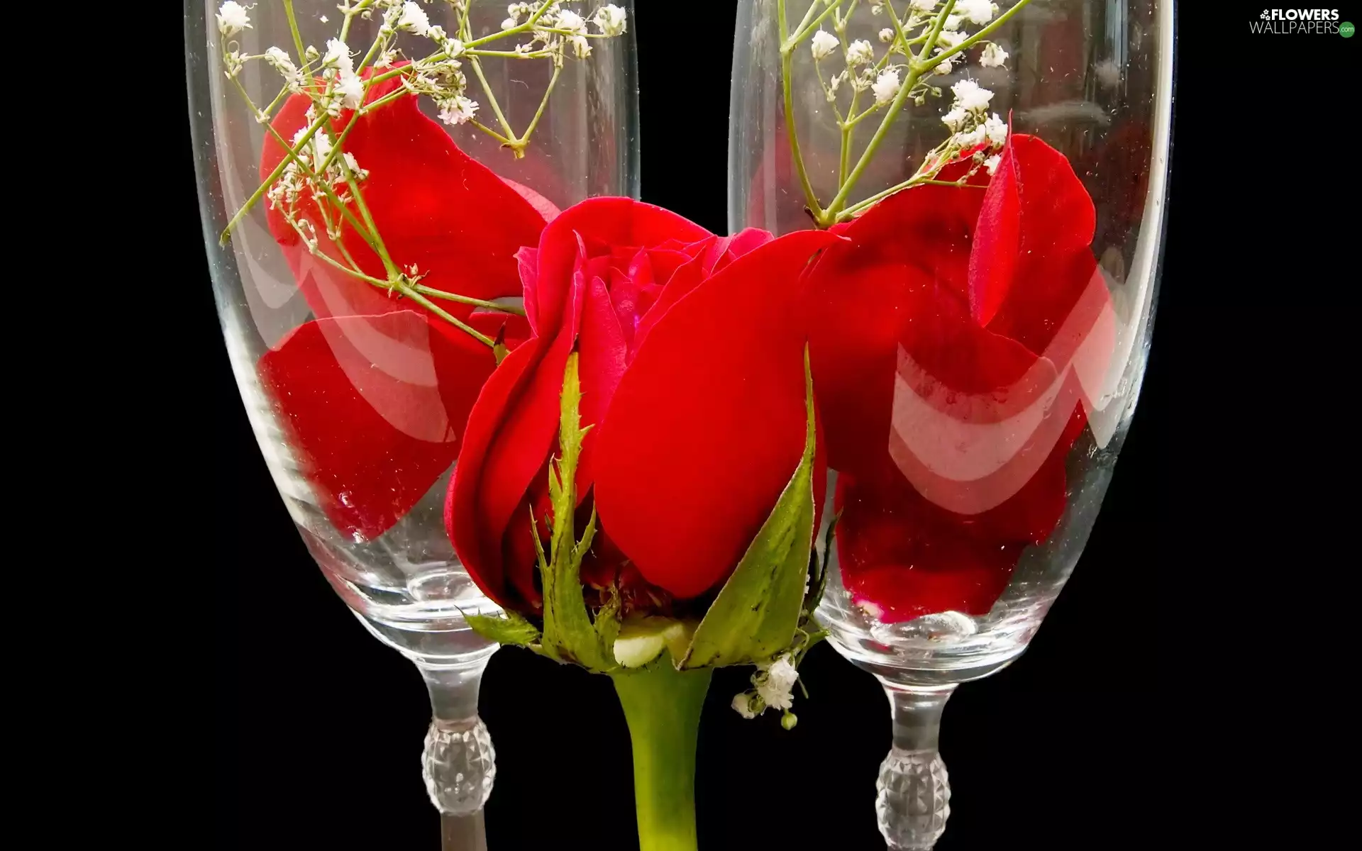 composition, rose, glasses