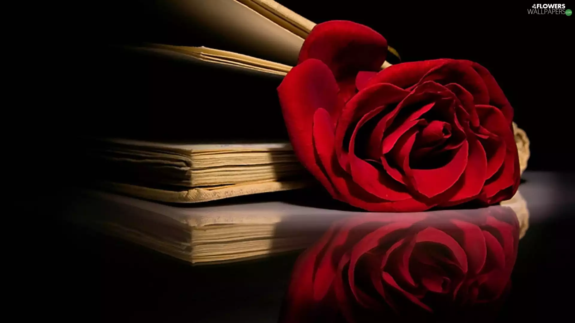 red hot, Books, composition, rose