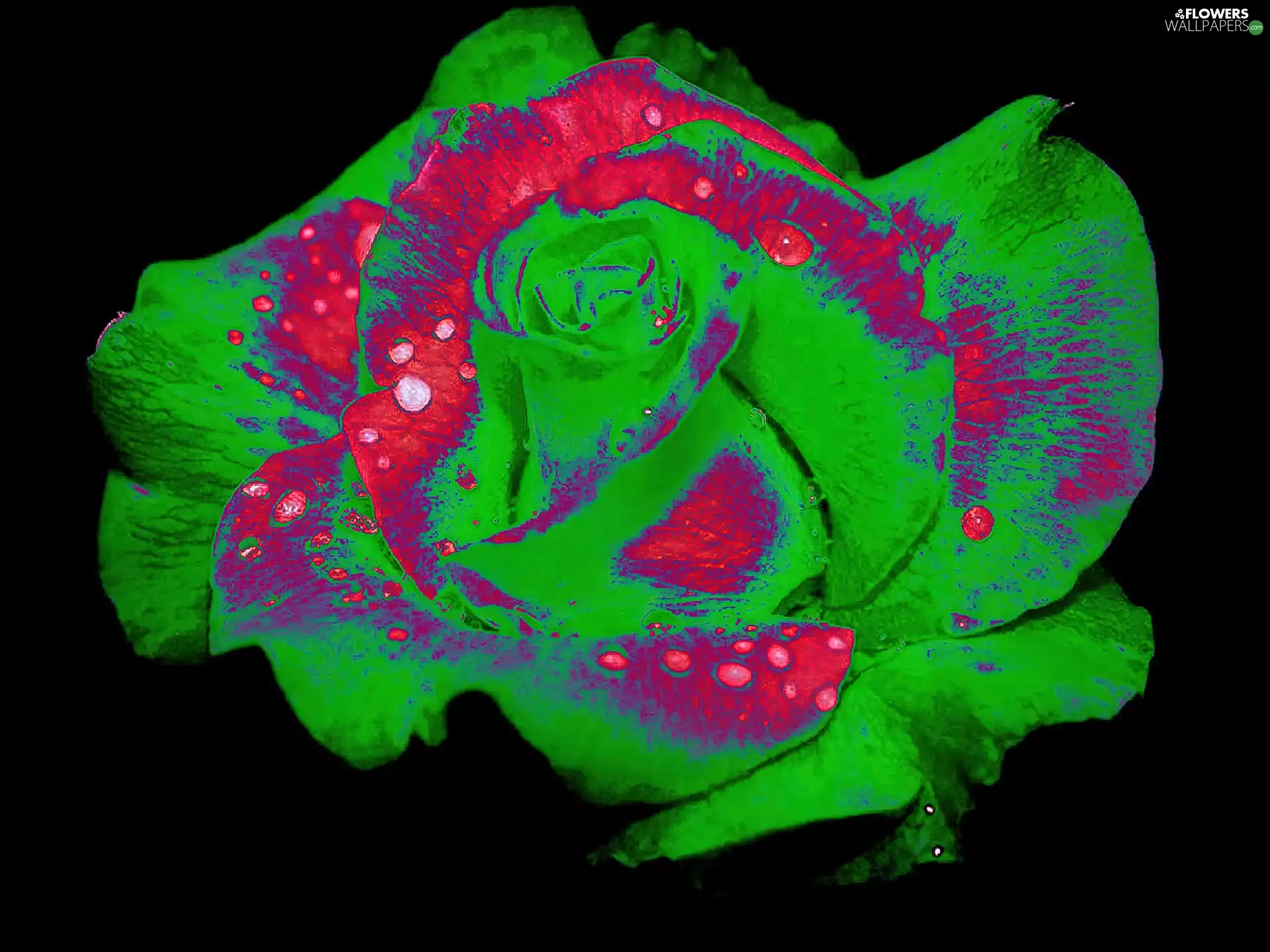 Computer, rose, graphics