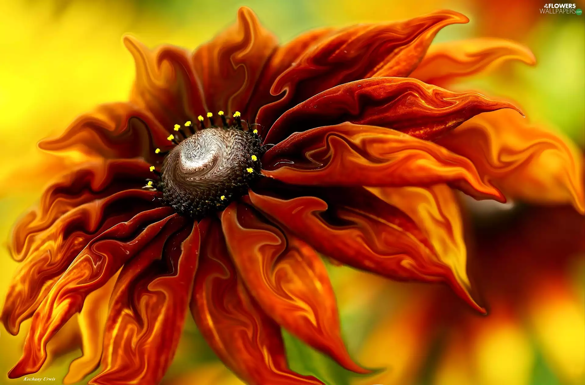 Computer Graphics, Rudbeckia