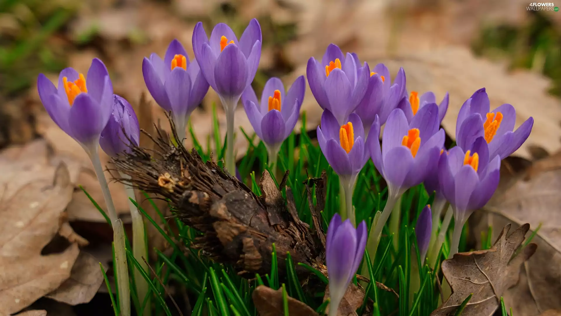 cone, Flowers, crocuses
