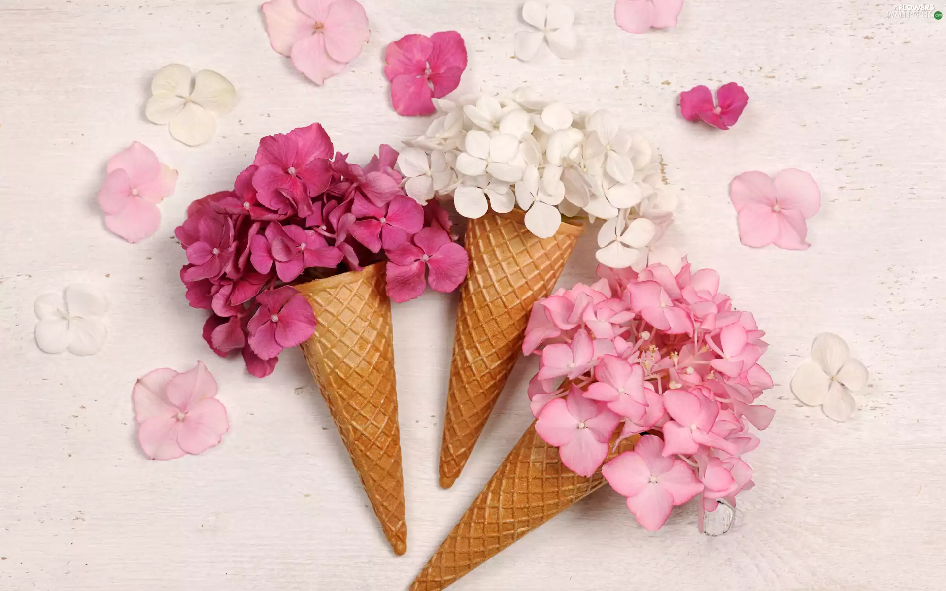 wafers, Flowers, hydrangea, Cones
