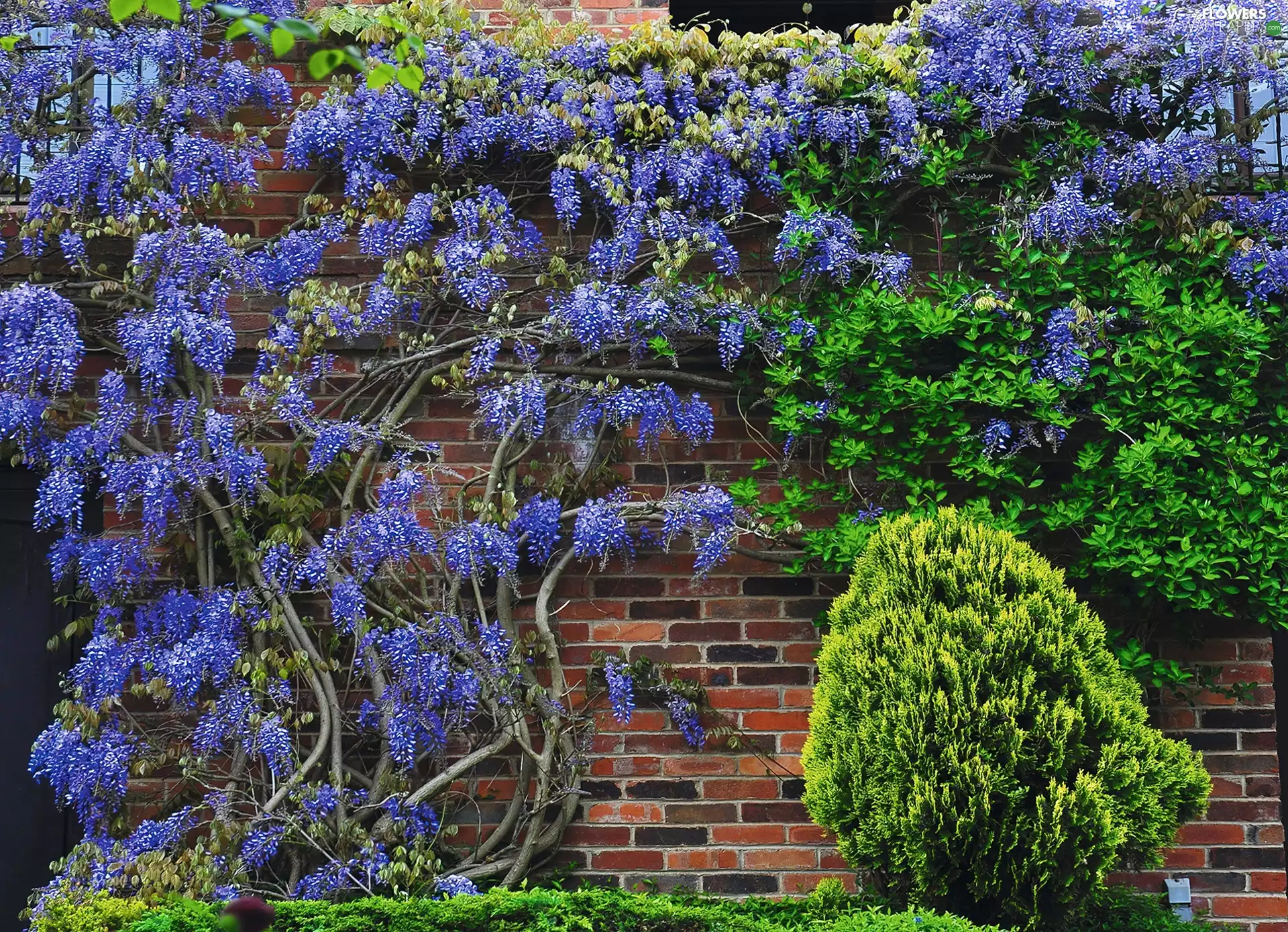 conifer, wall, wistaria