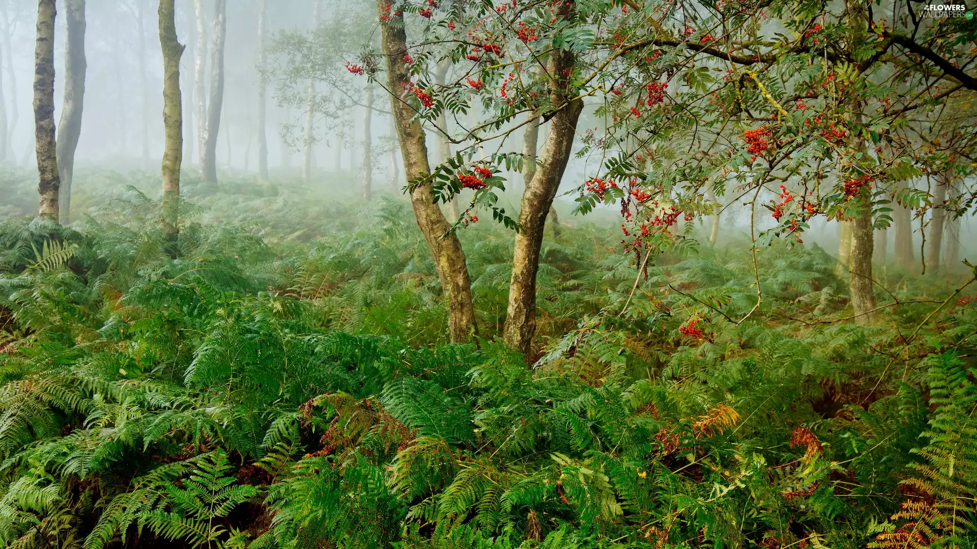 fern, forest, Fog, coppice, Plant, birch