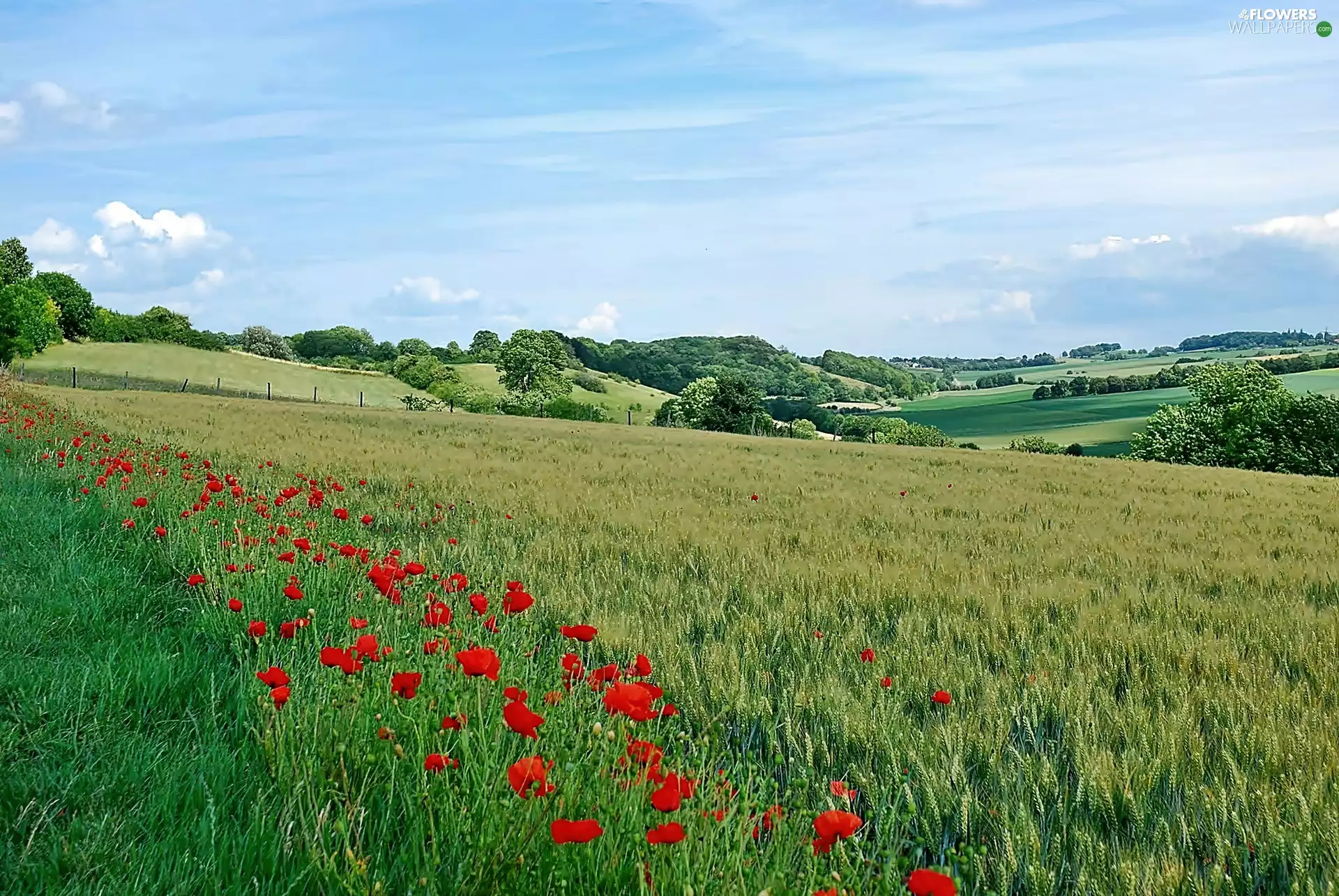 field, Meadow, papavers, Copses