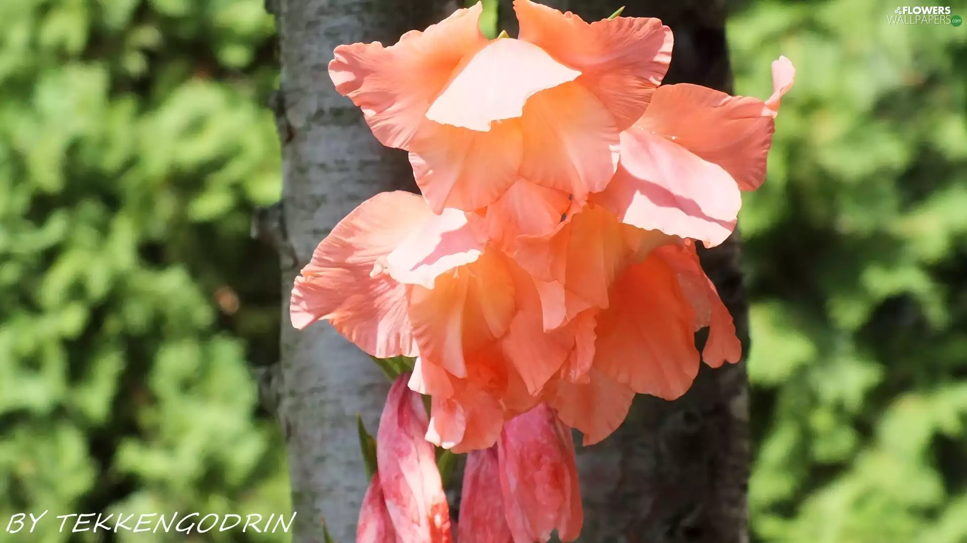 Coral, gladioli