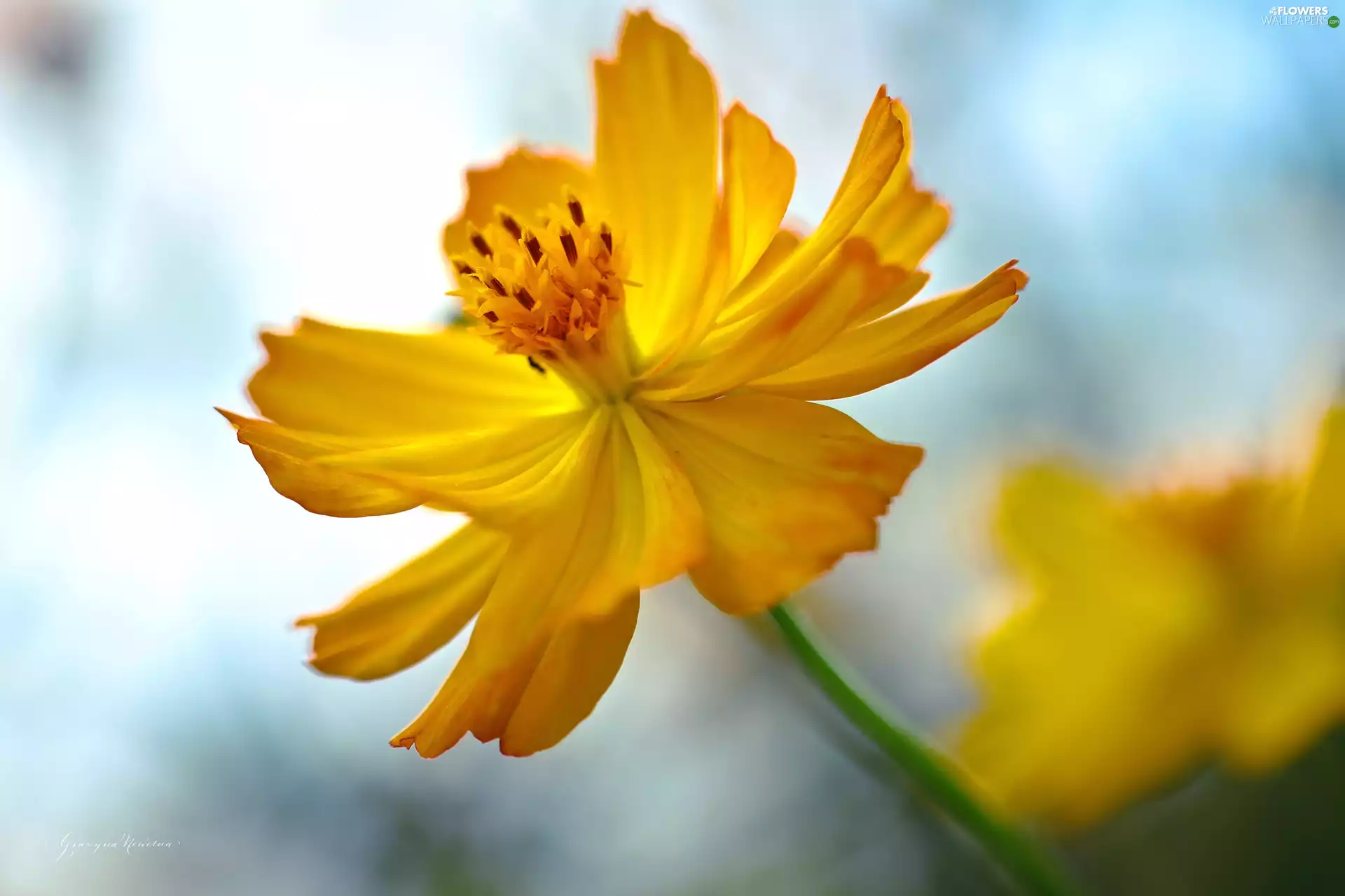 Yellow, Coreopsis, flakes, Colourfull Flowers
